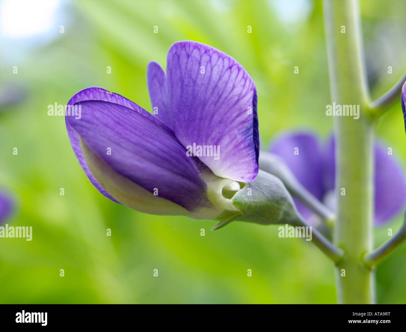 Blu indaco falso (baptisia australis) Foto Stock