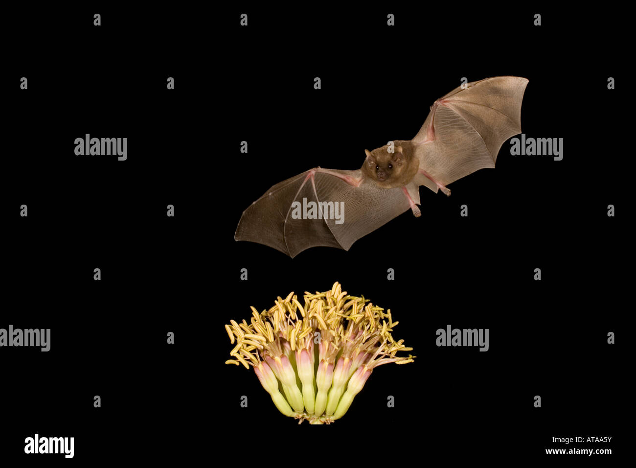 Nectar bat minore a becco lungo, Bat Leptonycteris curasoae, alimentando ad agave fiori. Foto Stock