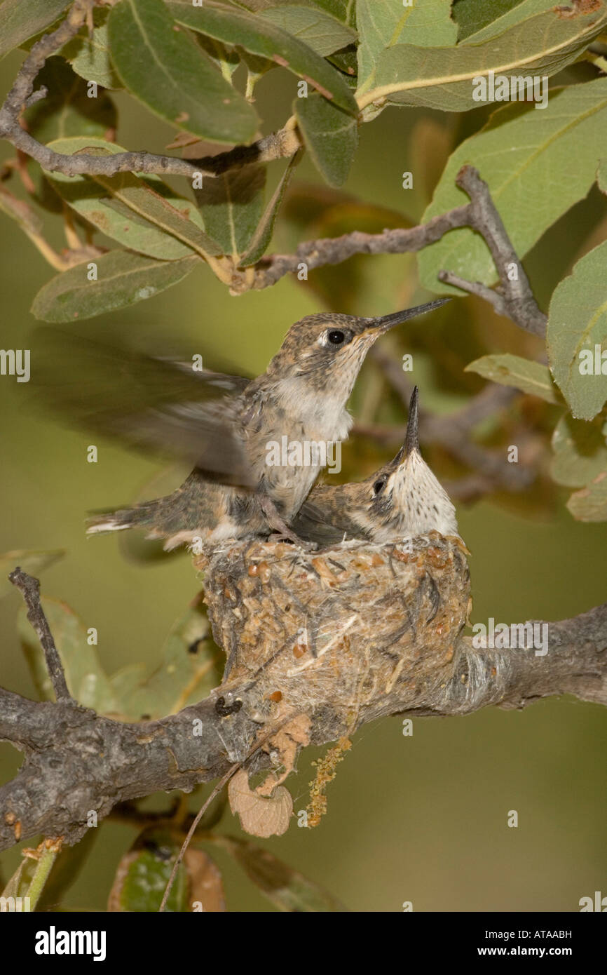 Nero-chinned Hummingbird annidata sbattimenti ali, Archilochus alexandri. Foto Stock