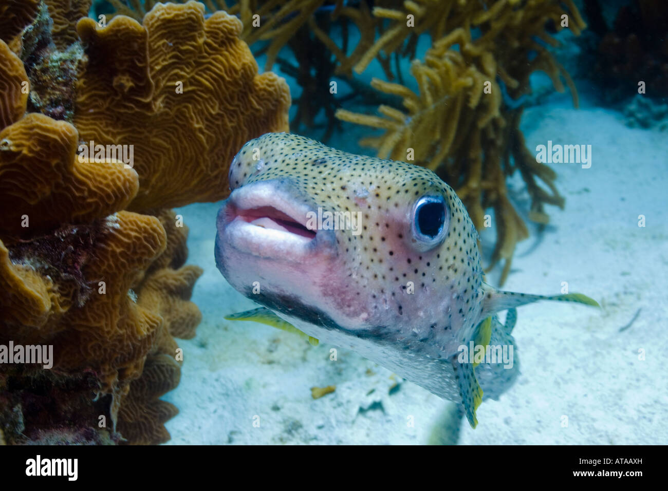 Porcupinefish Diodon hystrix Foto Stock