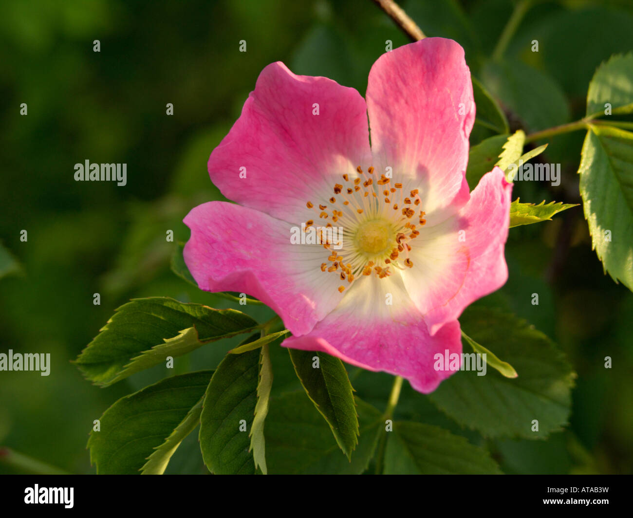 Glaucous cane rosa (rosa dumalis) Foto Stock