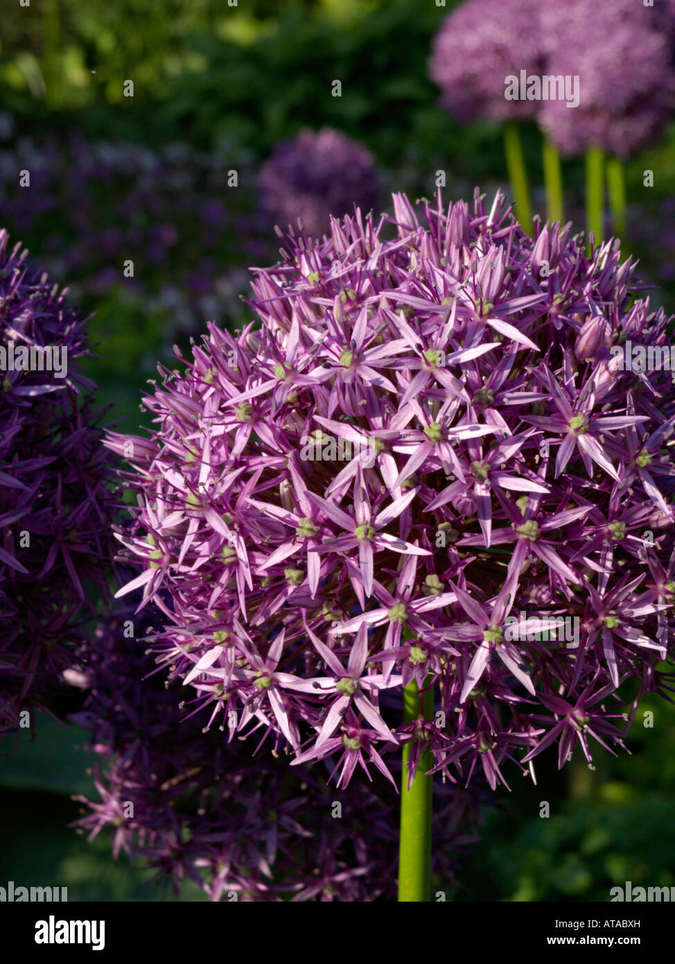 Giant allium (allium globemaster) Foto Stock