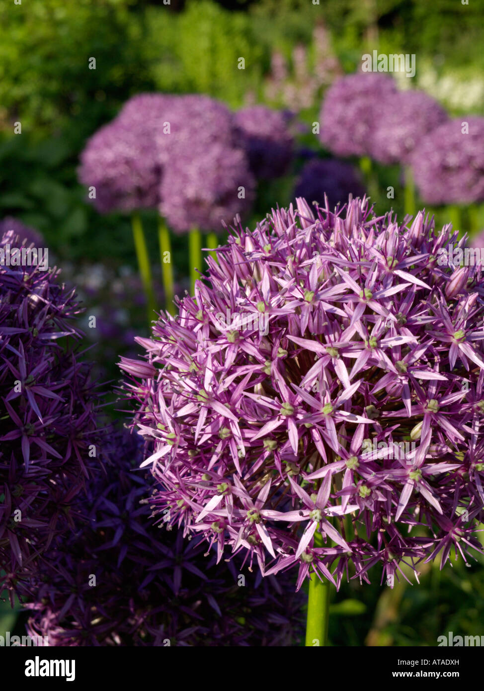 Giant allium (allium globemaster) Foto Stock