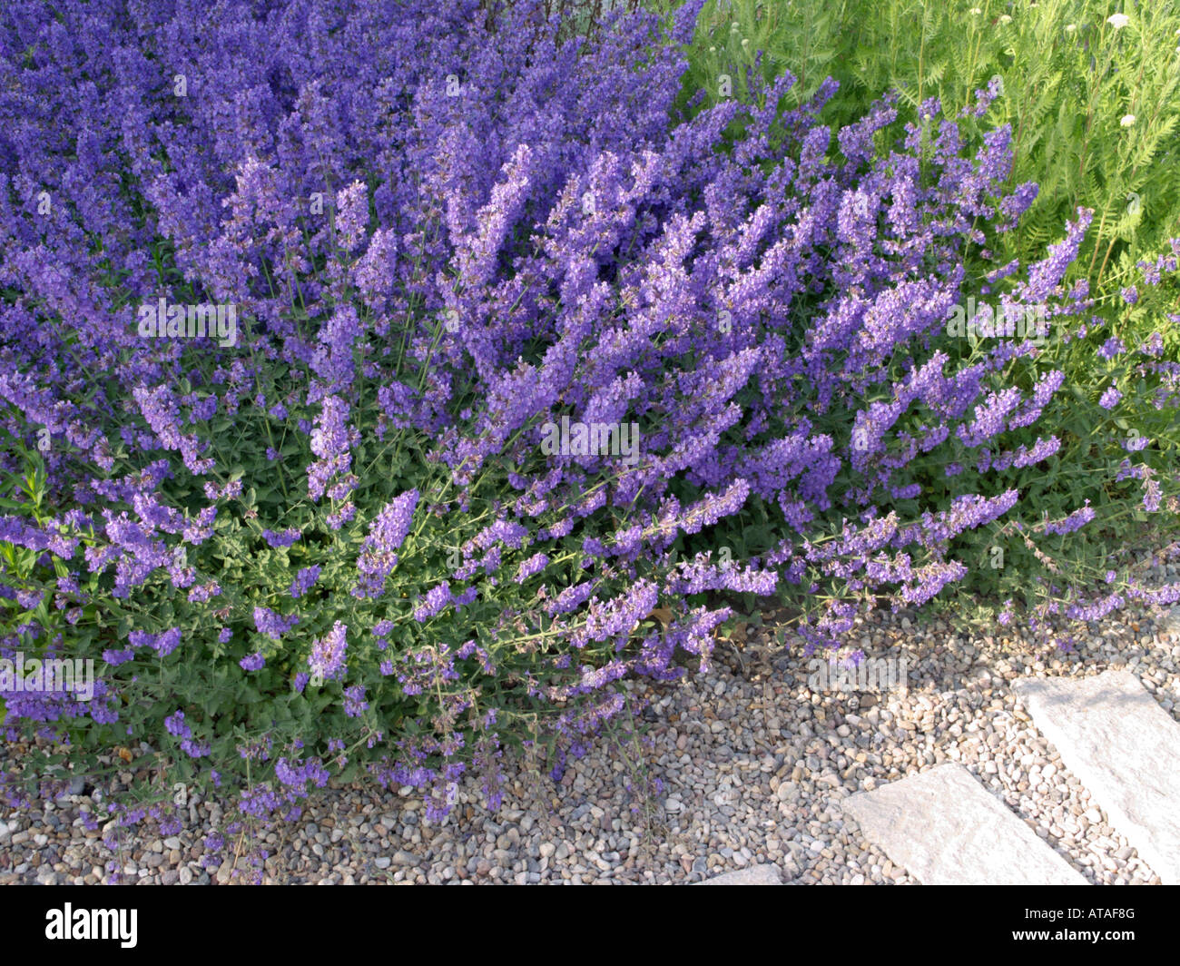 Nepitella (nepeta x faassenii) Foto Stock