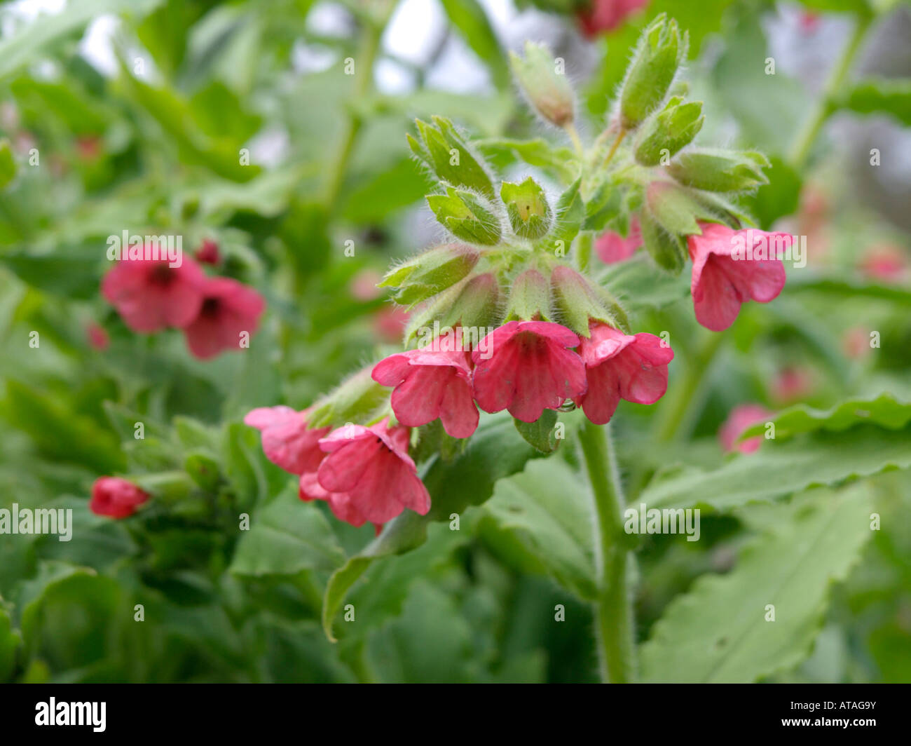 Rosso (lungwort pulmonaria rubra) Foto Stock