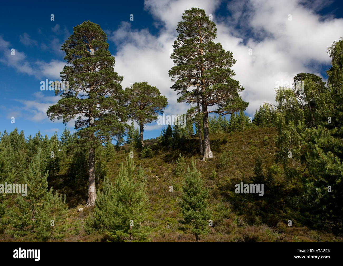 Il vecchio pino silvestre in antica foresta di Caledonian Rothiemurchus estate Cairngorms. Pinus sylvestris Foto Stock