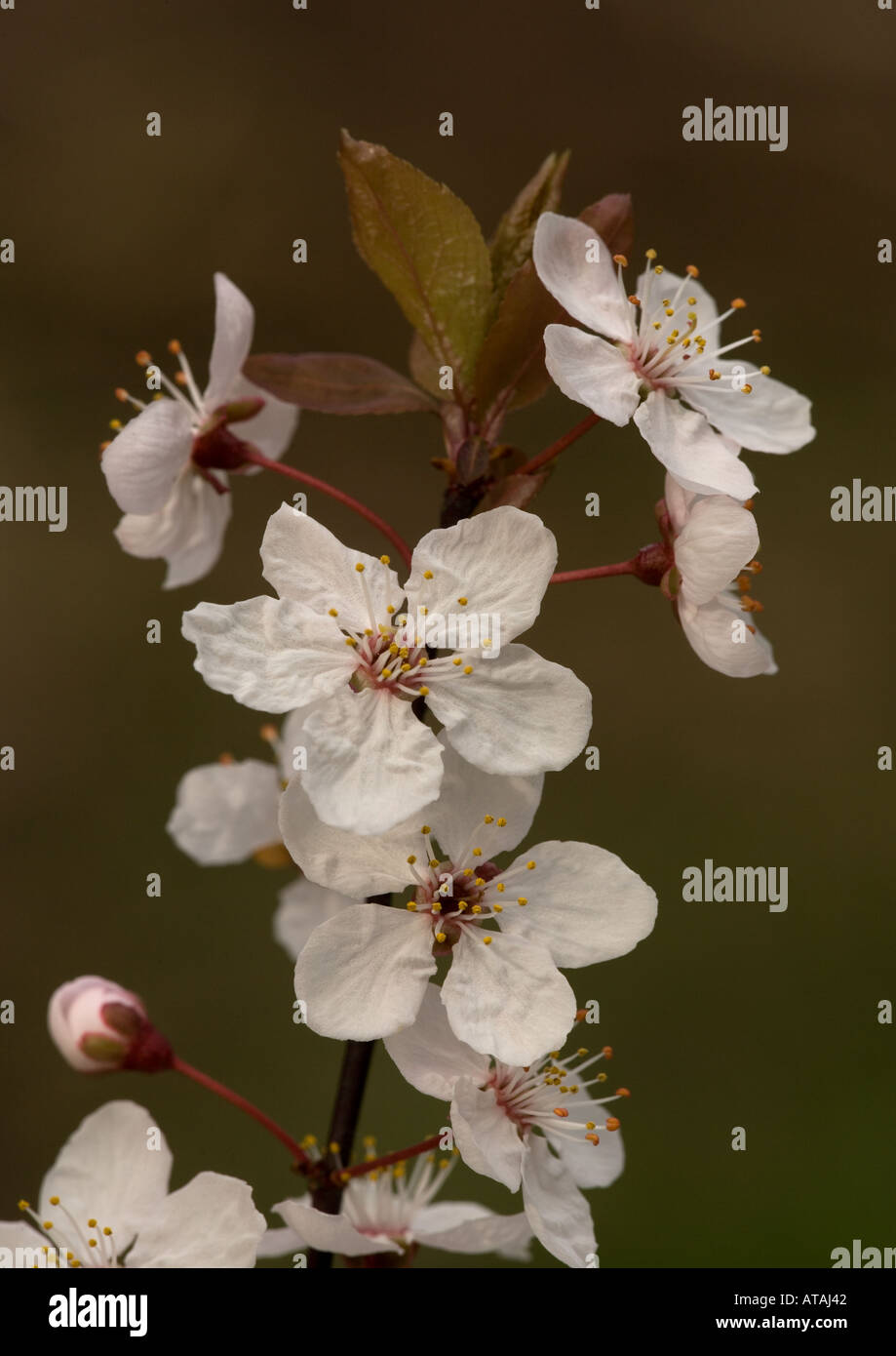 Cherry Plum blossom varietà coltivata Prunus cerasifera pissardii var. Foto Stock