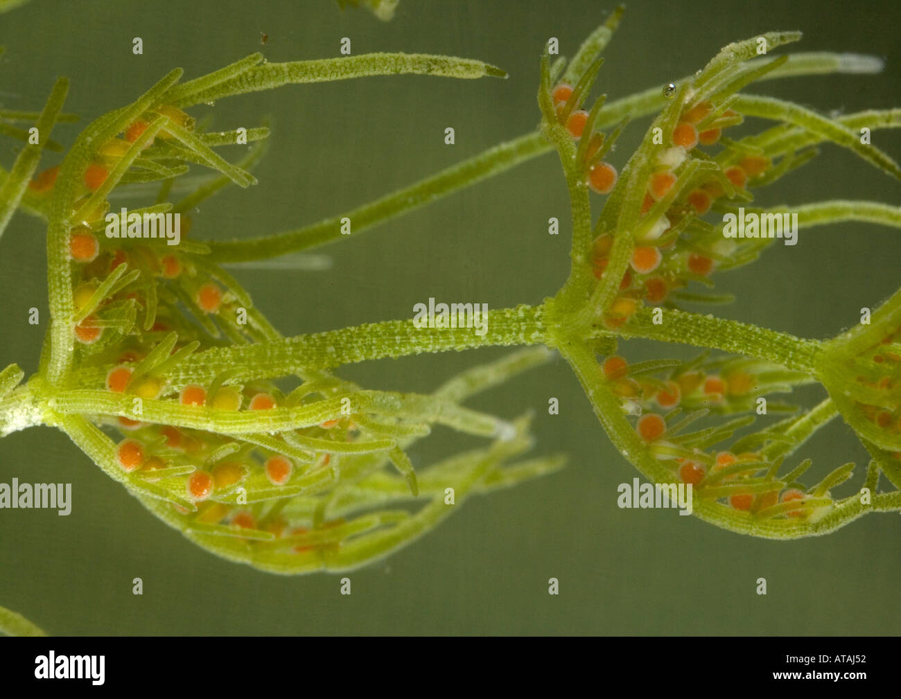 Comune mostrando stonewort antheridia rosso. Chara vulgarus. Foto Stock