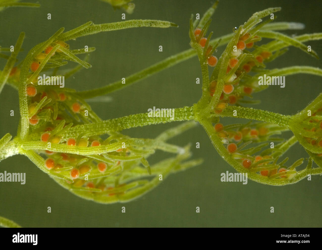 Comune (stonewort Chara vulgaris) mostra red antheridia, close-up Foto Stock