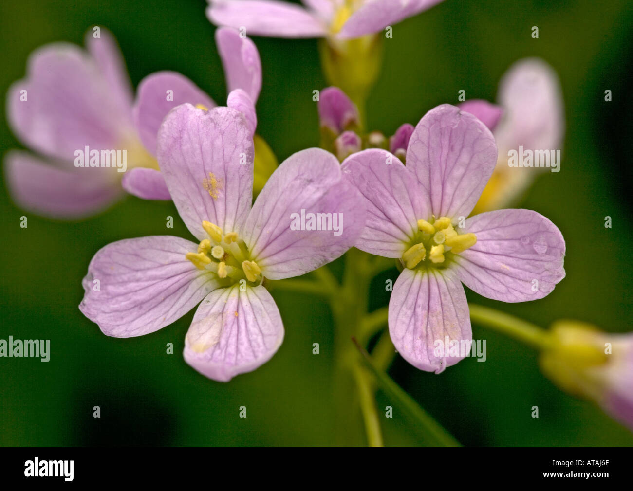 Il cuculo fiore o milkmaids. Fiore di primavera. Cardamine pratensis Foto Stock