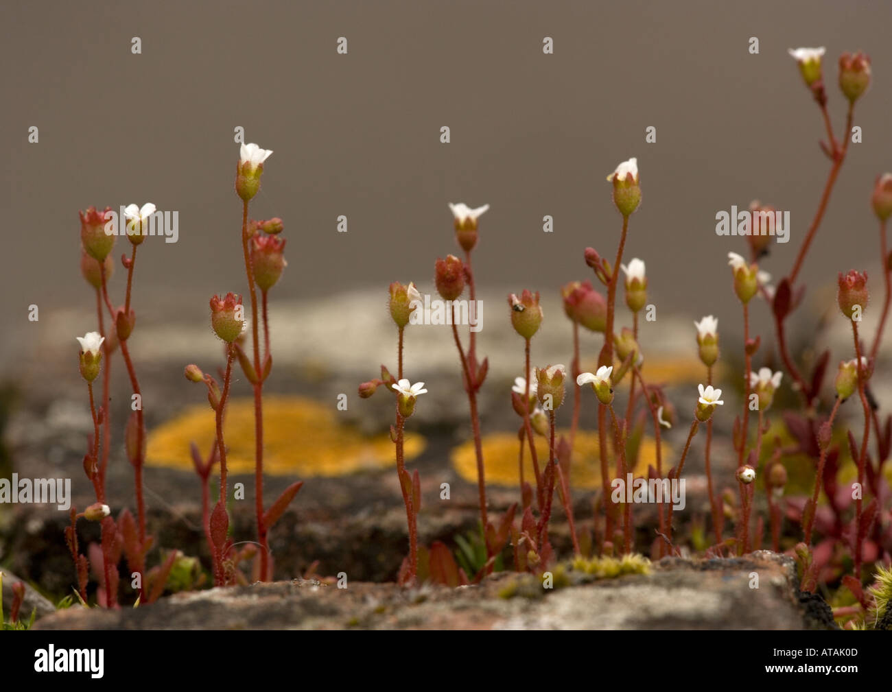 Rue-lasciava sassifraga (Saxifraga tridactylites) che cresce su un vecchio muro, close-up Foto Stock