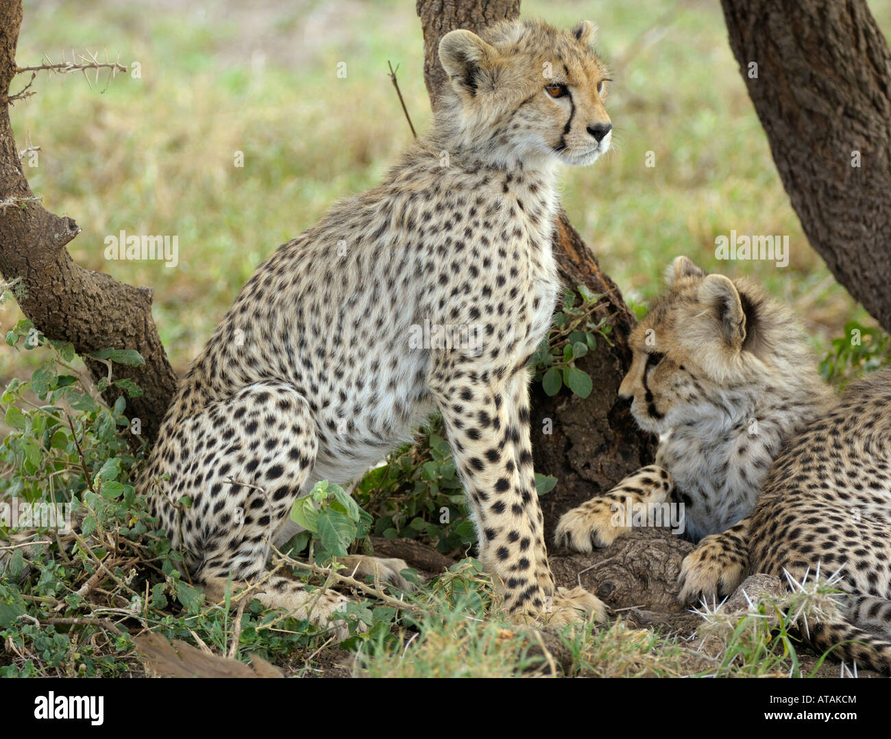 Cheetah cub, Serengeti Tanzania Foto Stock