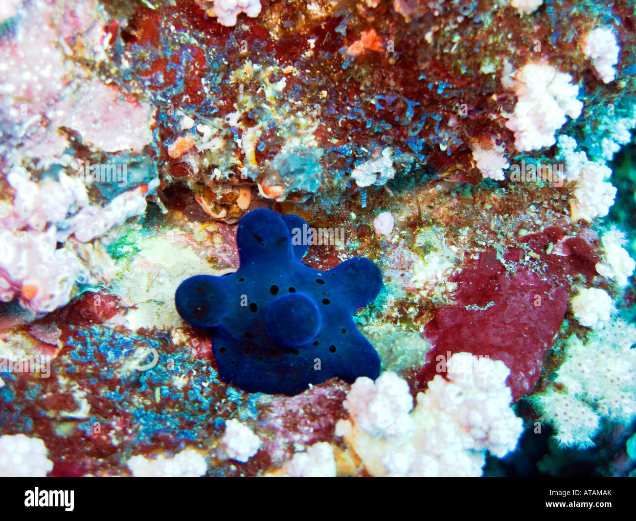 Blu scuro spugna maledivian lumaca, specie lamellarid Febbraio 4 2008, Koh Bon, sul mare delle Andamane, Thailandia Foto Stock