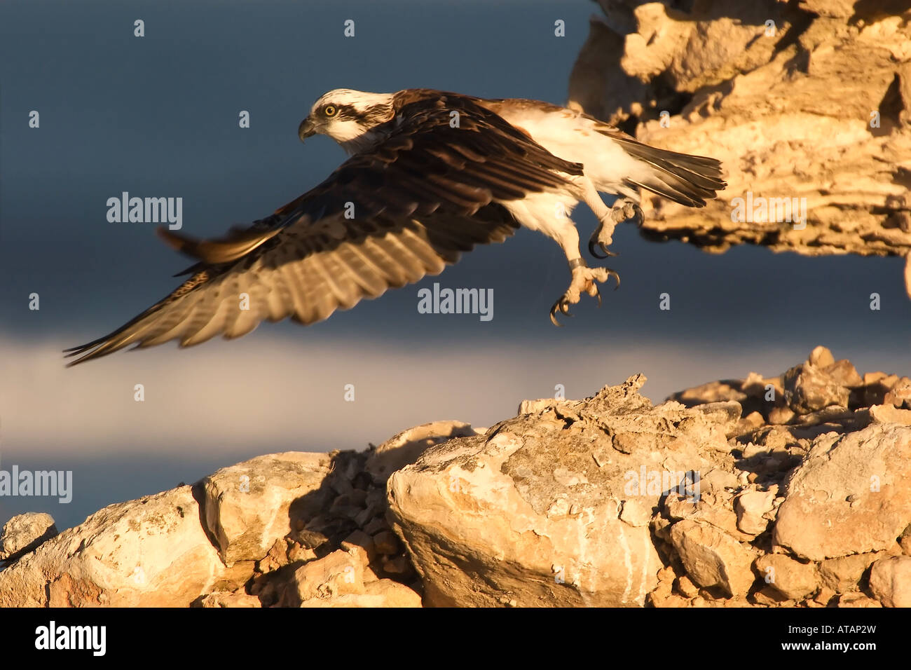 Falco pescatore Pandion haliaetus tenendo spento Foto Stock
