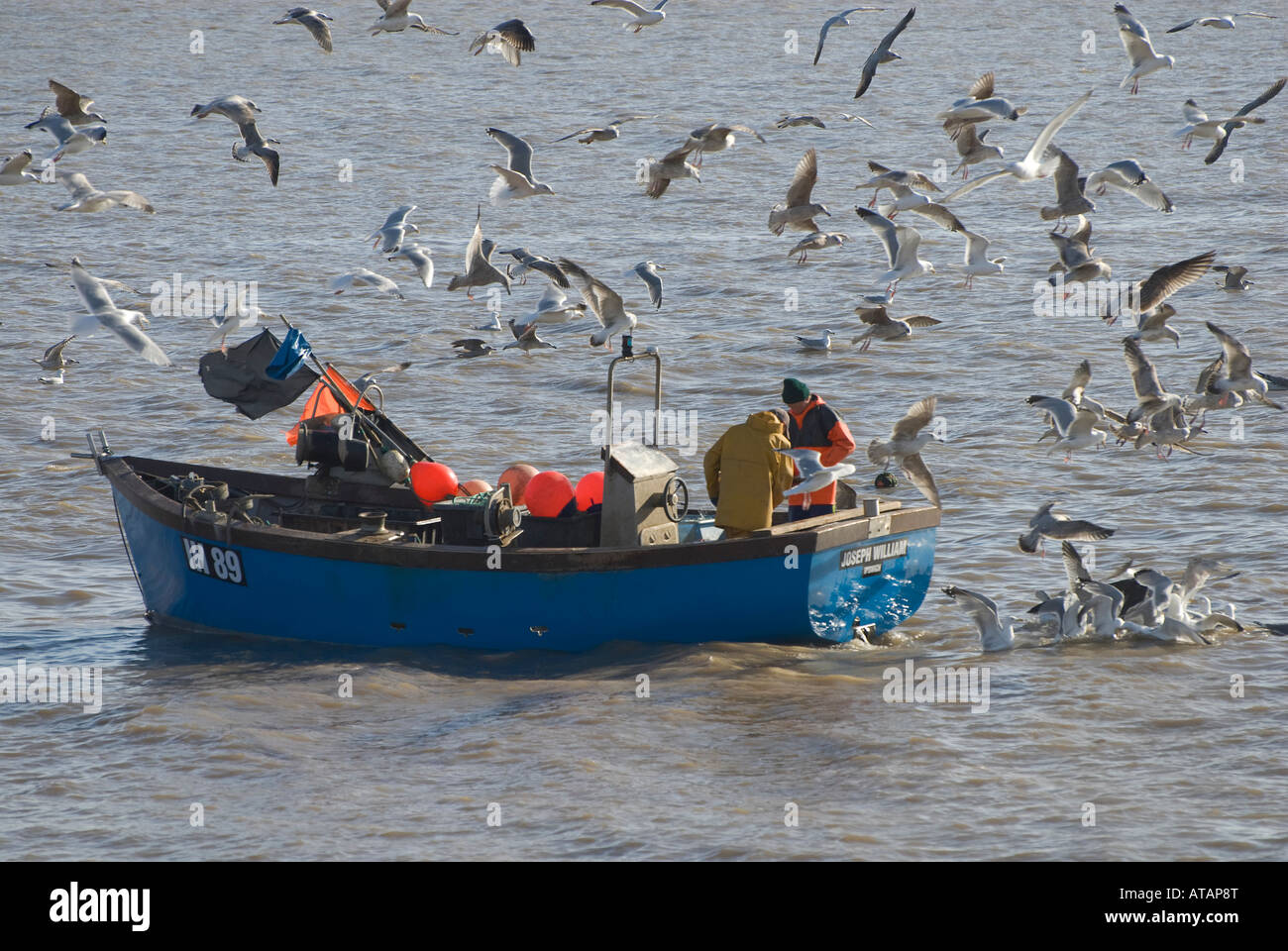 I pescatori sulla barca da pesca circondato dai gabbiani, Suffolk, Inghilterra Foto Stock