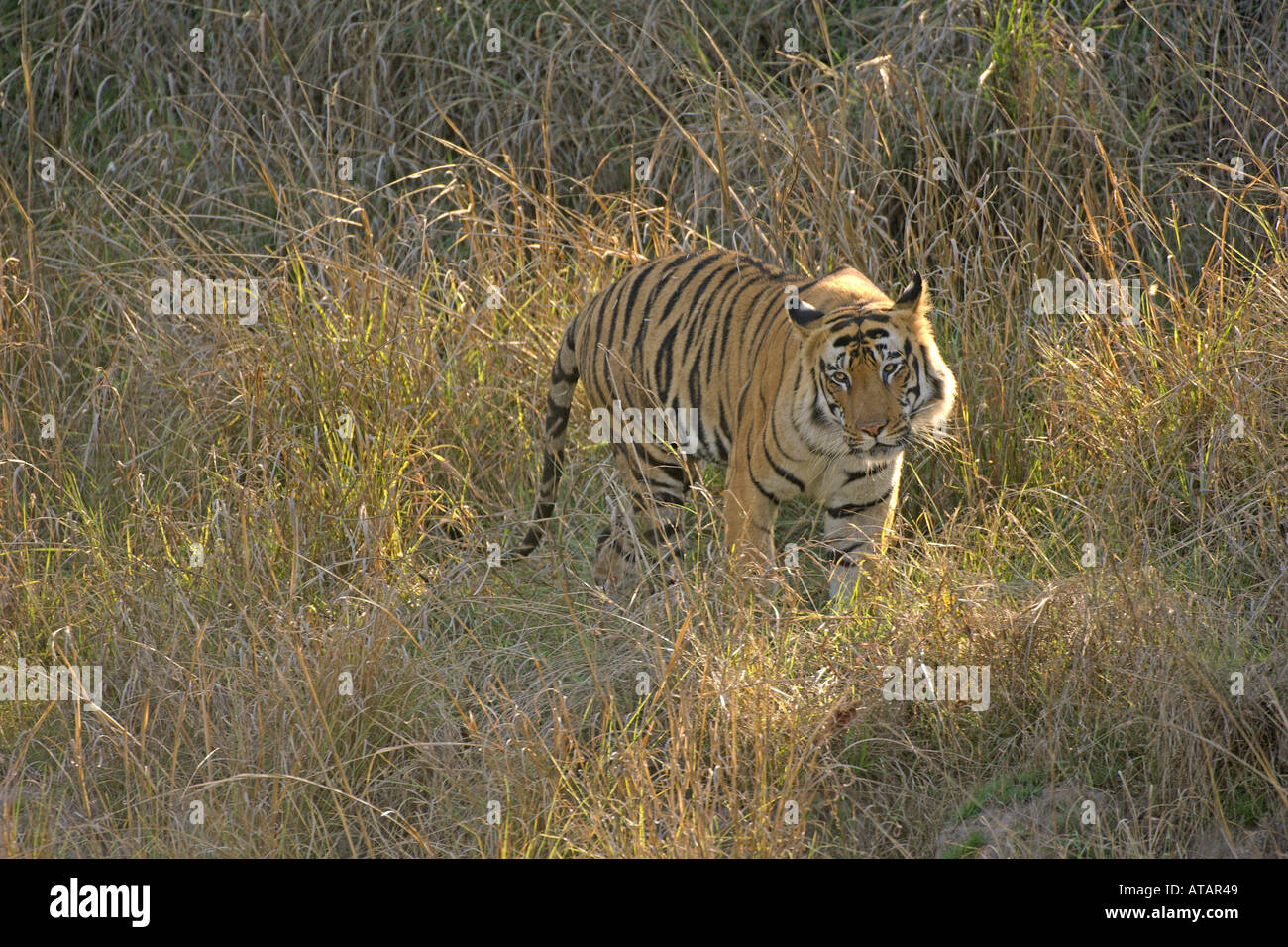 Tigre del Bengala Panthera tigris maschio adulto Bandhavgarh India Foto Stock