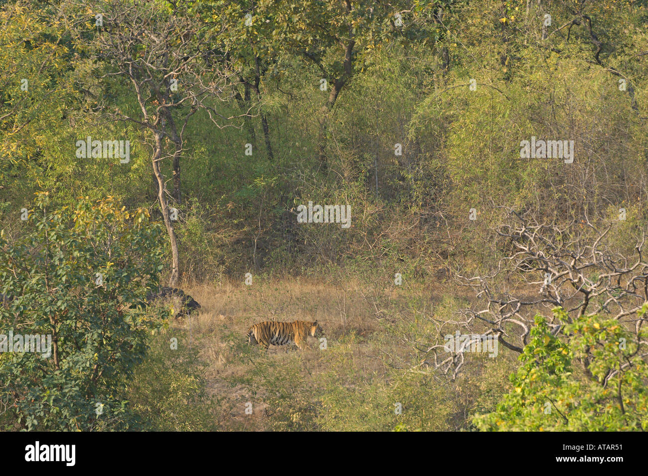 Tigre del Bengala Panthera tigris maschio adulto B2 nella foresta di sal Bandhavgarh India Marzo 2005 Foto Stock