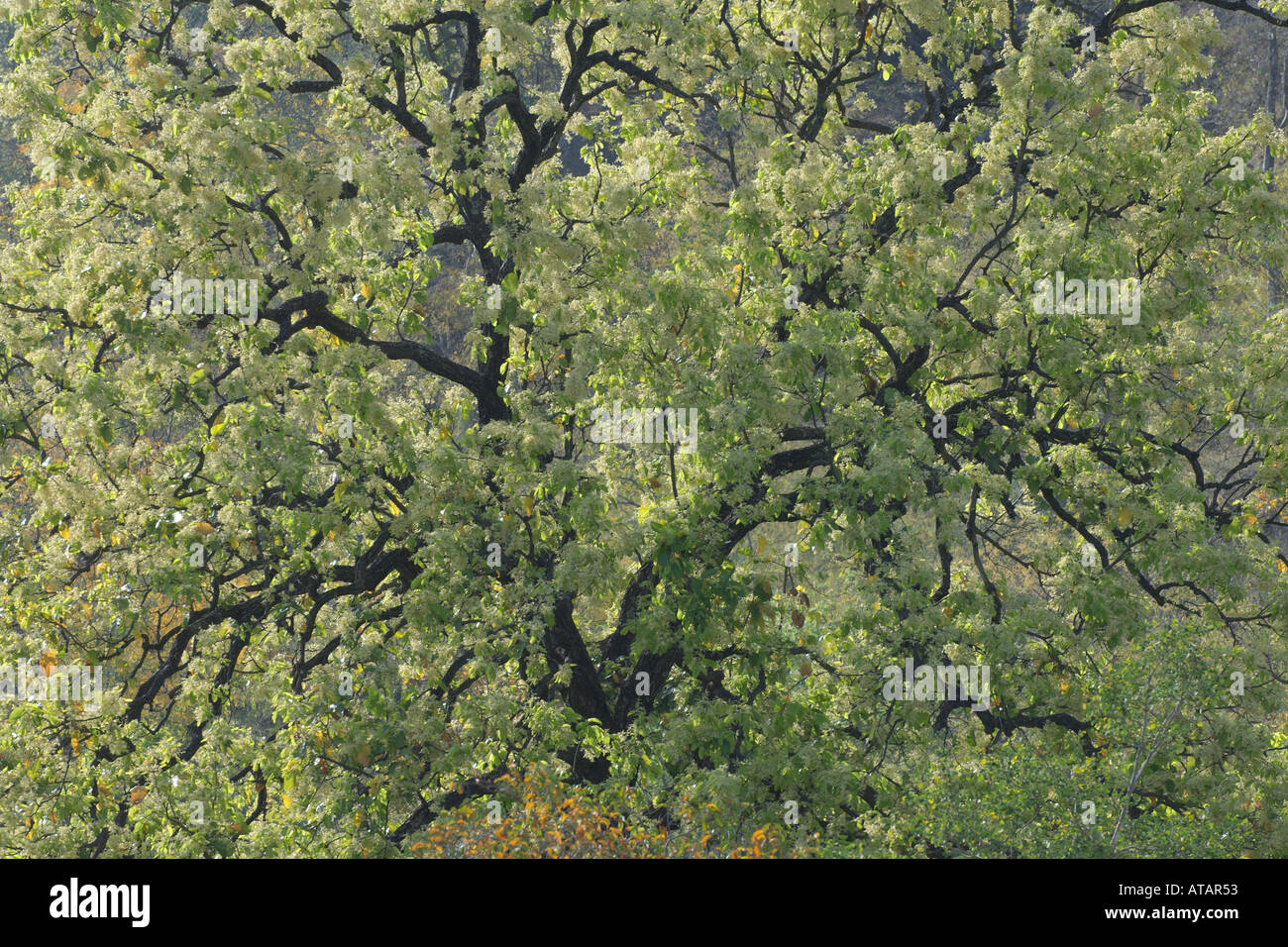 Sal tree Shorea robusta in fiore Bandhavgarh National Park in Madhya Pradesh India Marzo 2005 Foto Stock