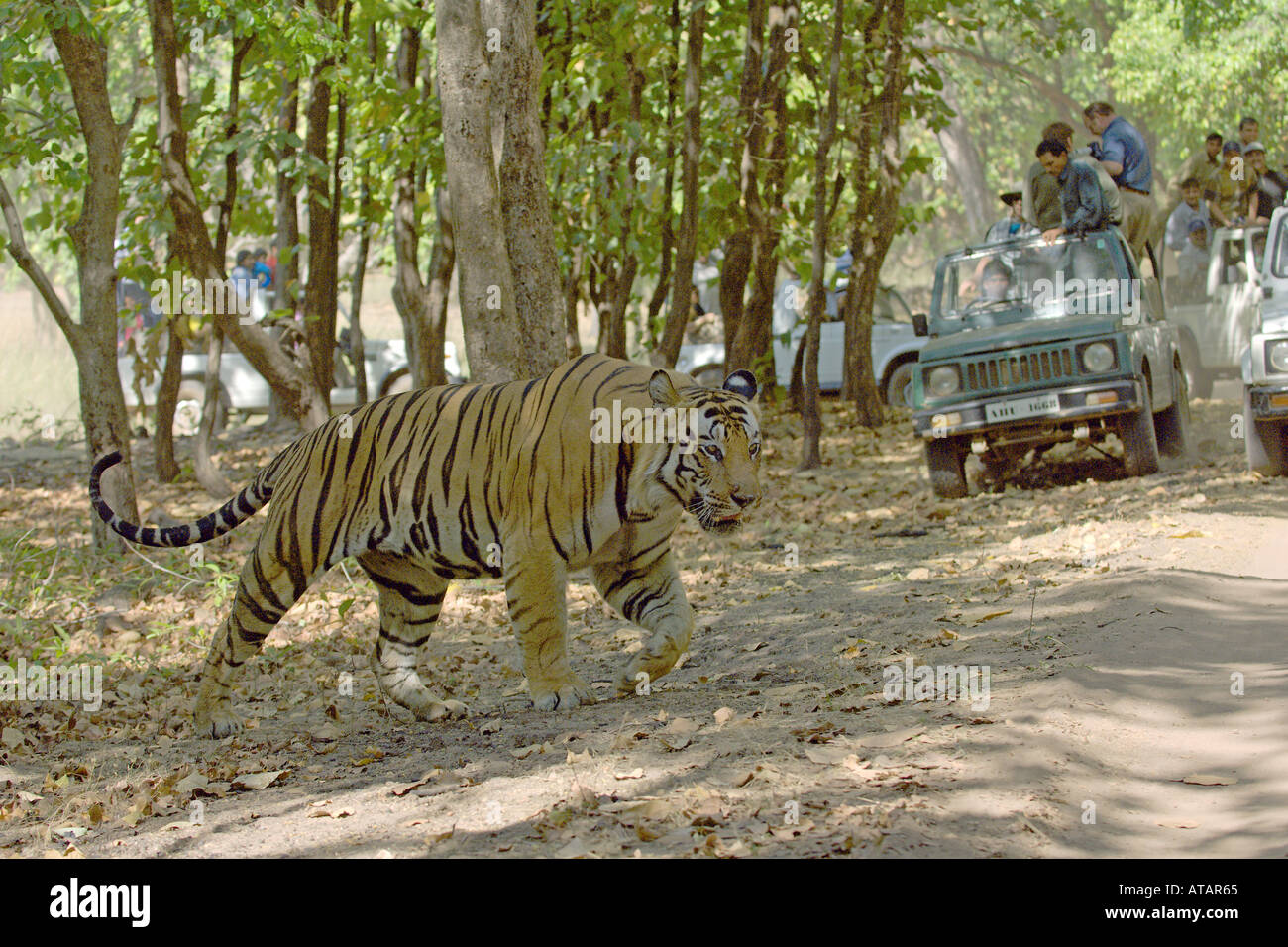 Tigre del Bengala Panthera tigris Tiger Panthera tigris India Foto Stock