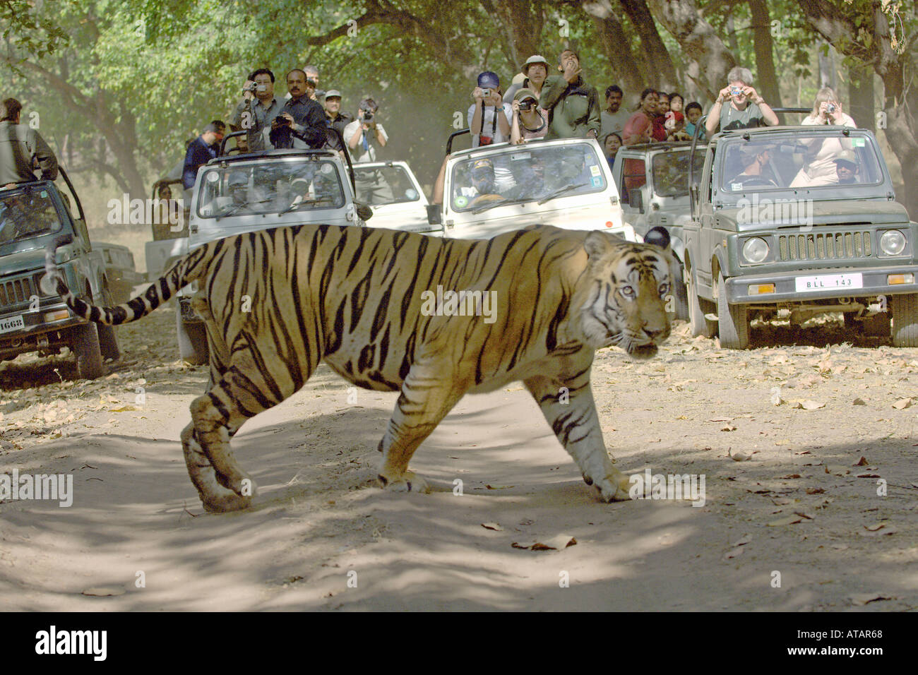 Tigre del Bengala Panthera tigris India Foto Stock