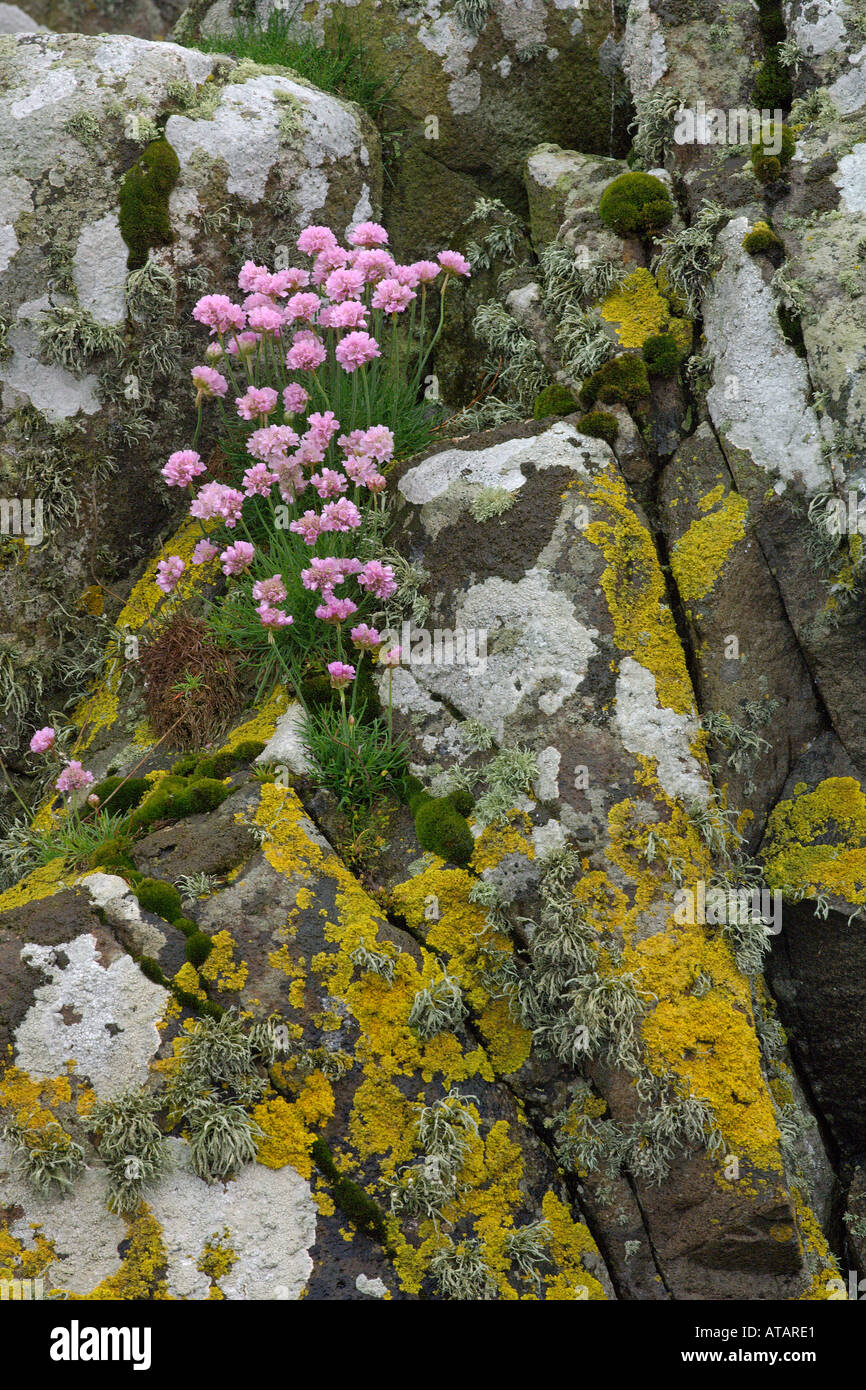 La parsimonia o rosa mare Armeria maritima tra i licheni Isola della Scozia Maggio Giugno 2005 Foto Stock