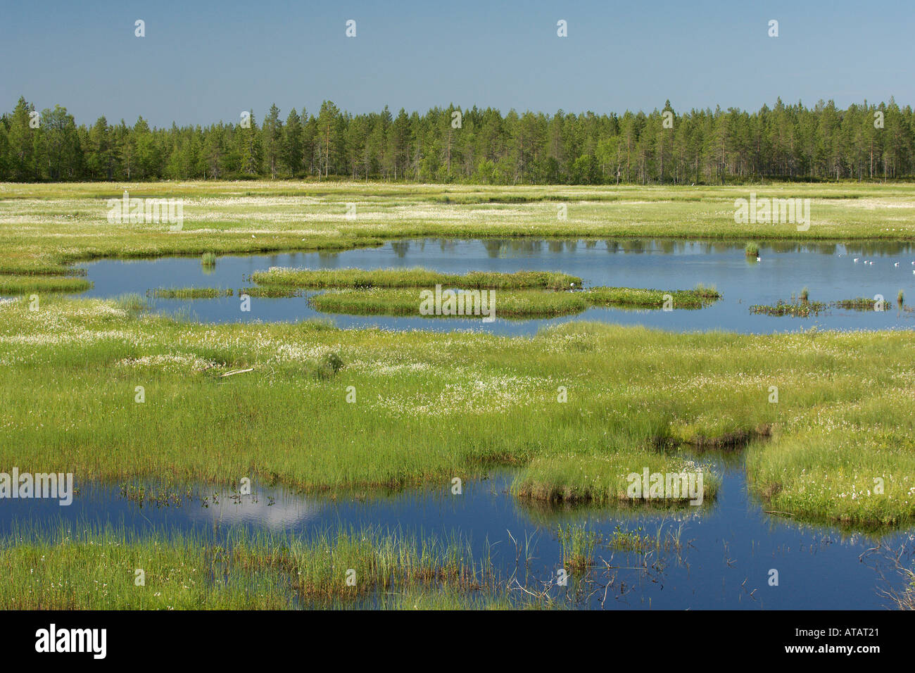 Lago Hirvasjärvi Suomussalmi il nord della Finlandia con erba di cotone e la taiga forest Luglio 2005 Foto Stock