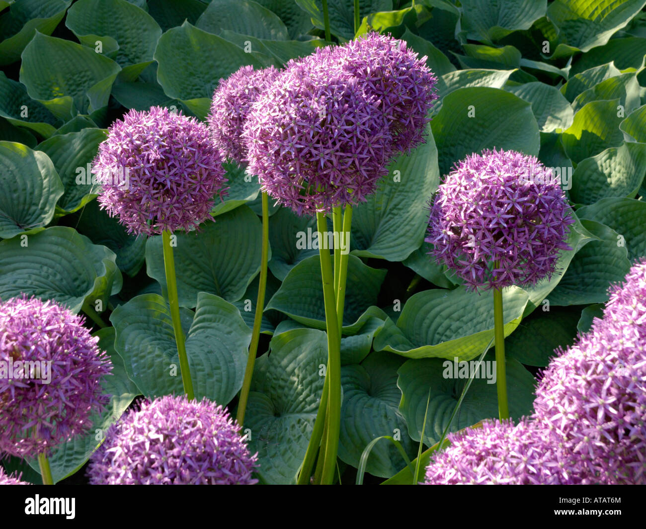 Giant allium (allium globemaster) Foto Stock