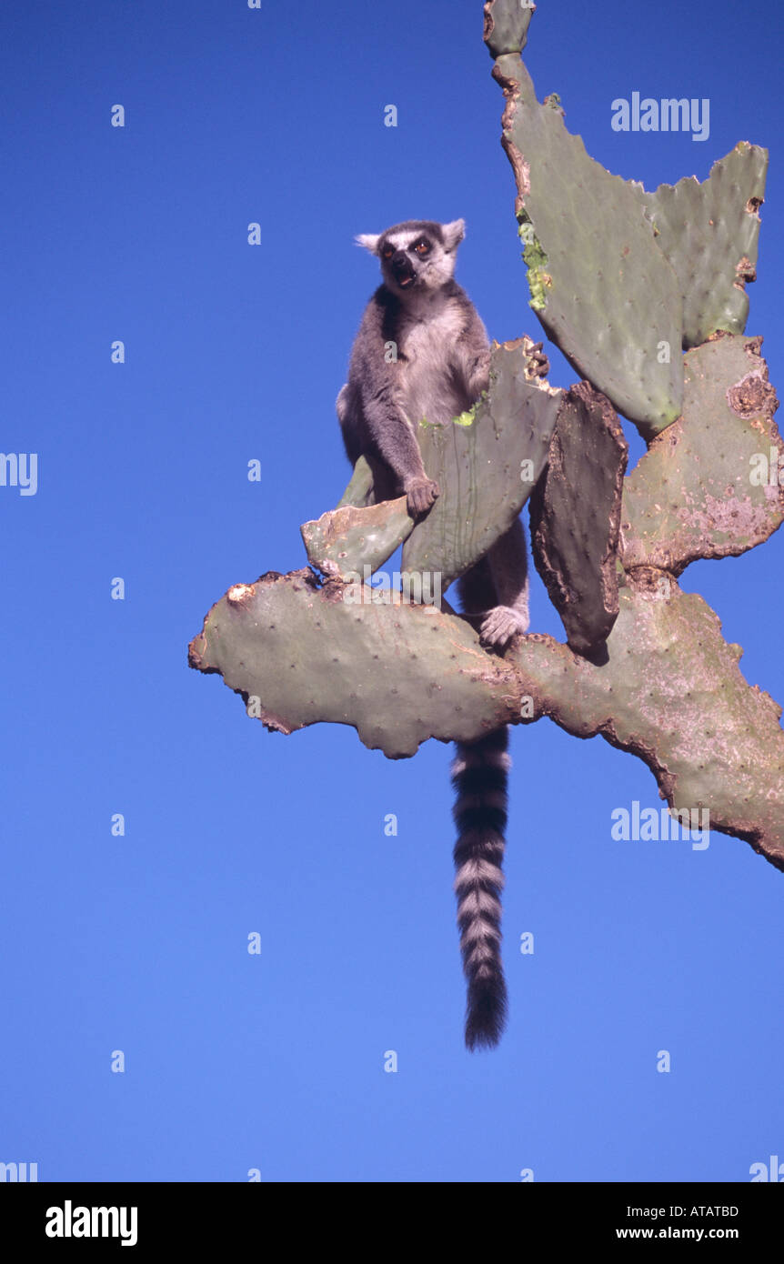 Maschio adulto ringtailed lemur sulla pianta di cactus a riserva Berenty in Madagascar Foto Stock