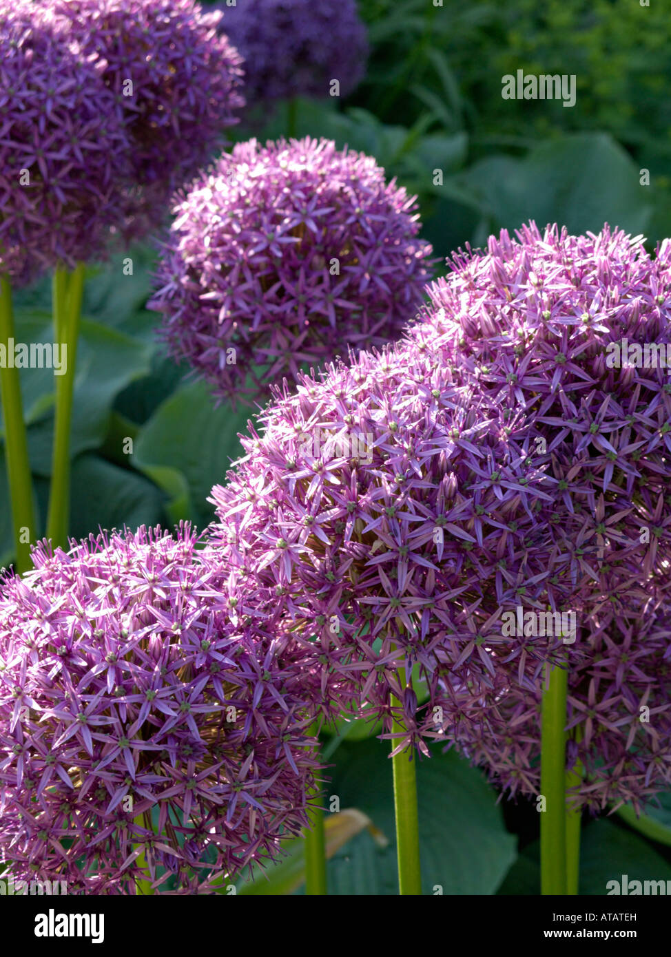 Giant allium (allium globemaster) Foto Stock
