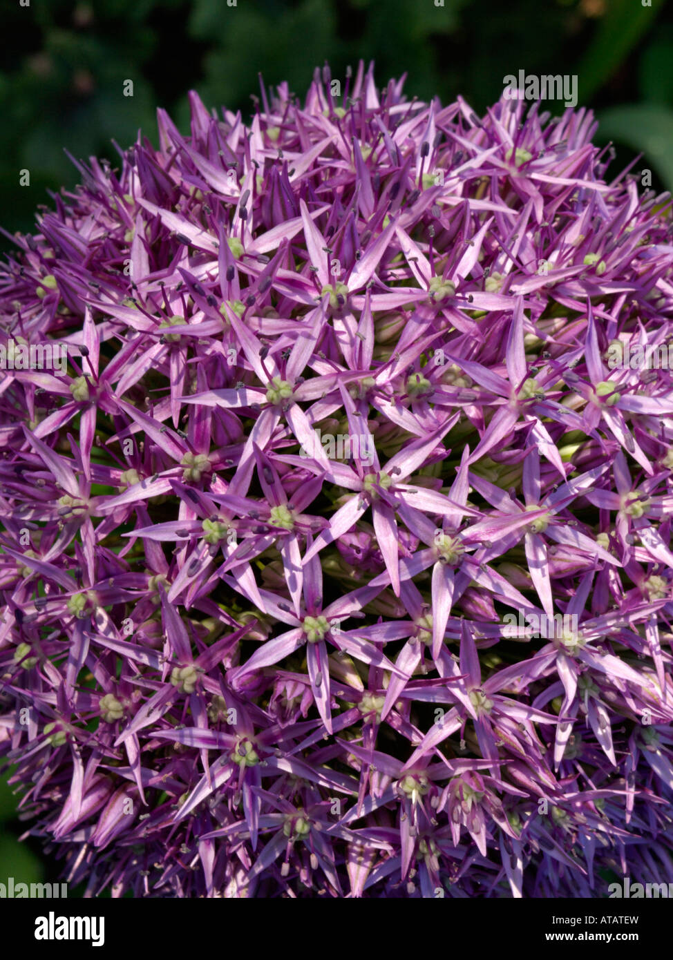 Giant allium (allium globemaster) Foto Stock