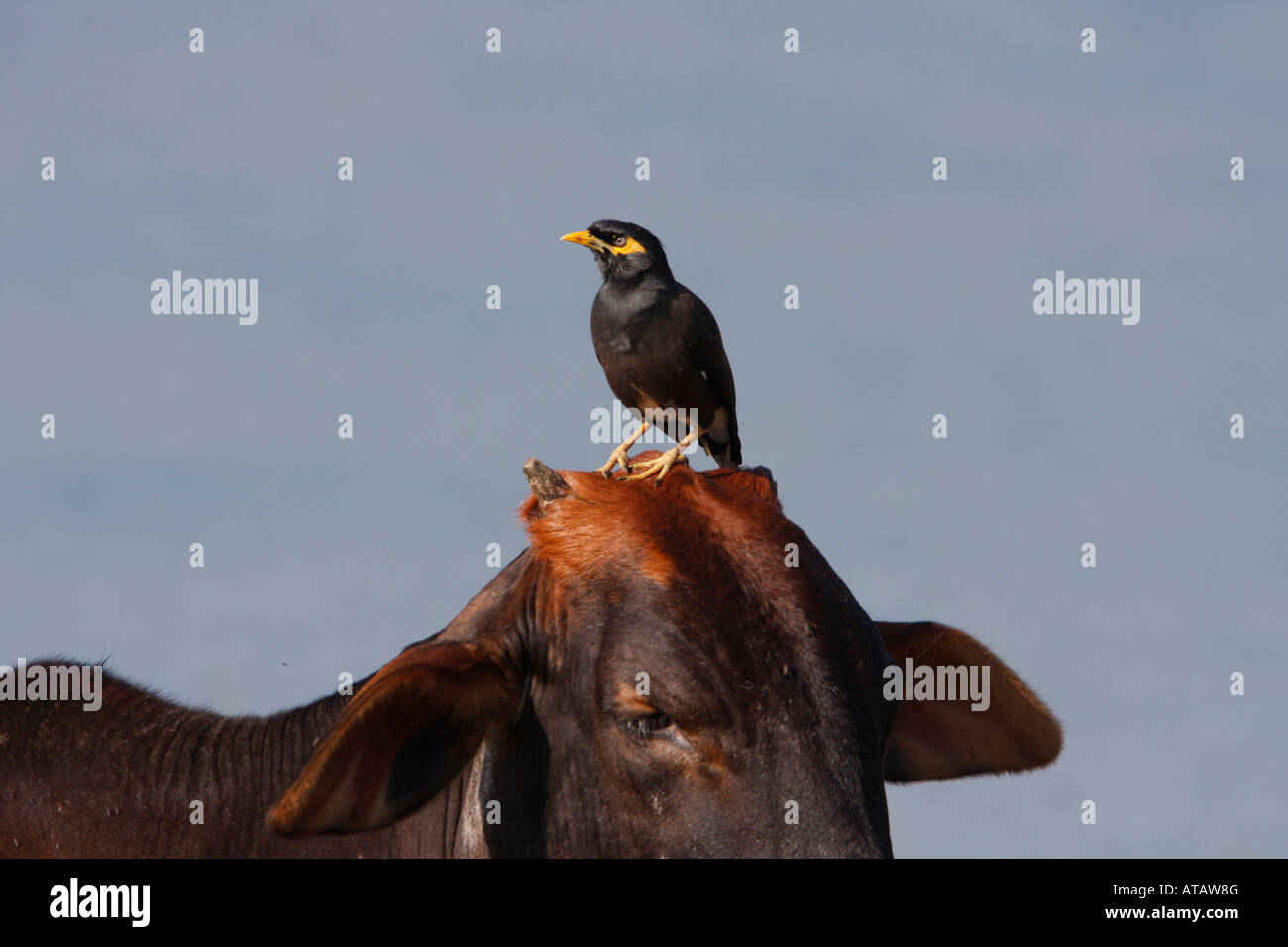 Myna comune sulla mucca capo dello Sri Lanka Foto Stock