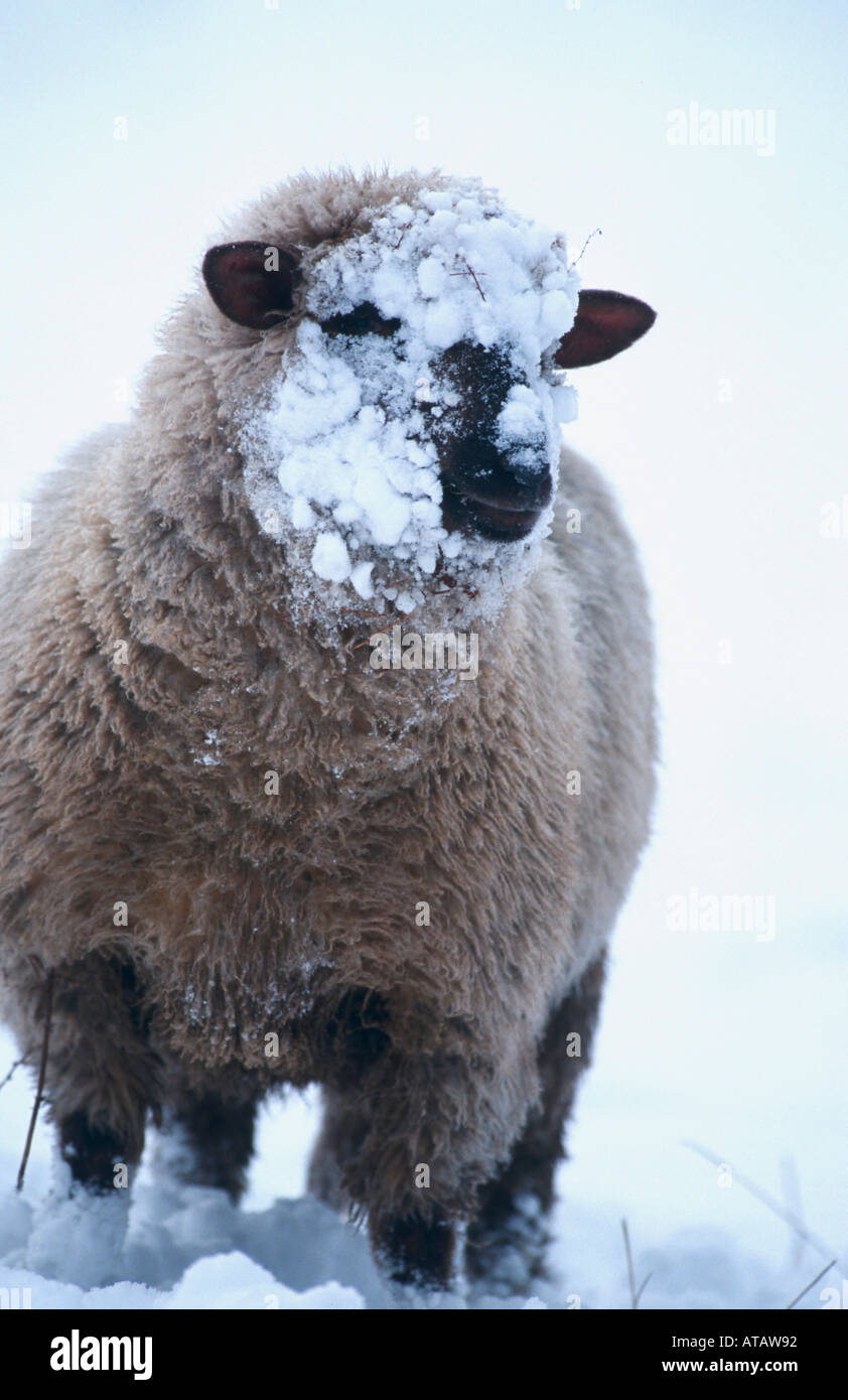Schaf im Schnee Foto Stock