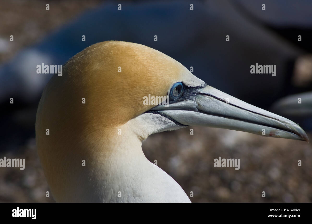 Un adulto Australasian gannett Foto Stock