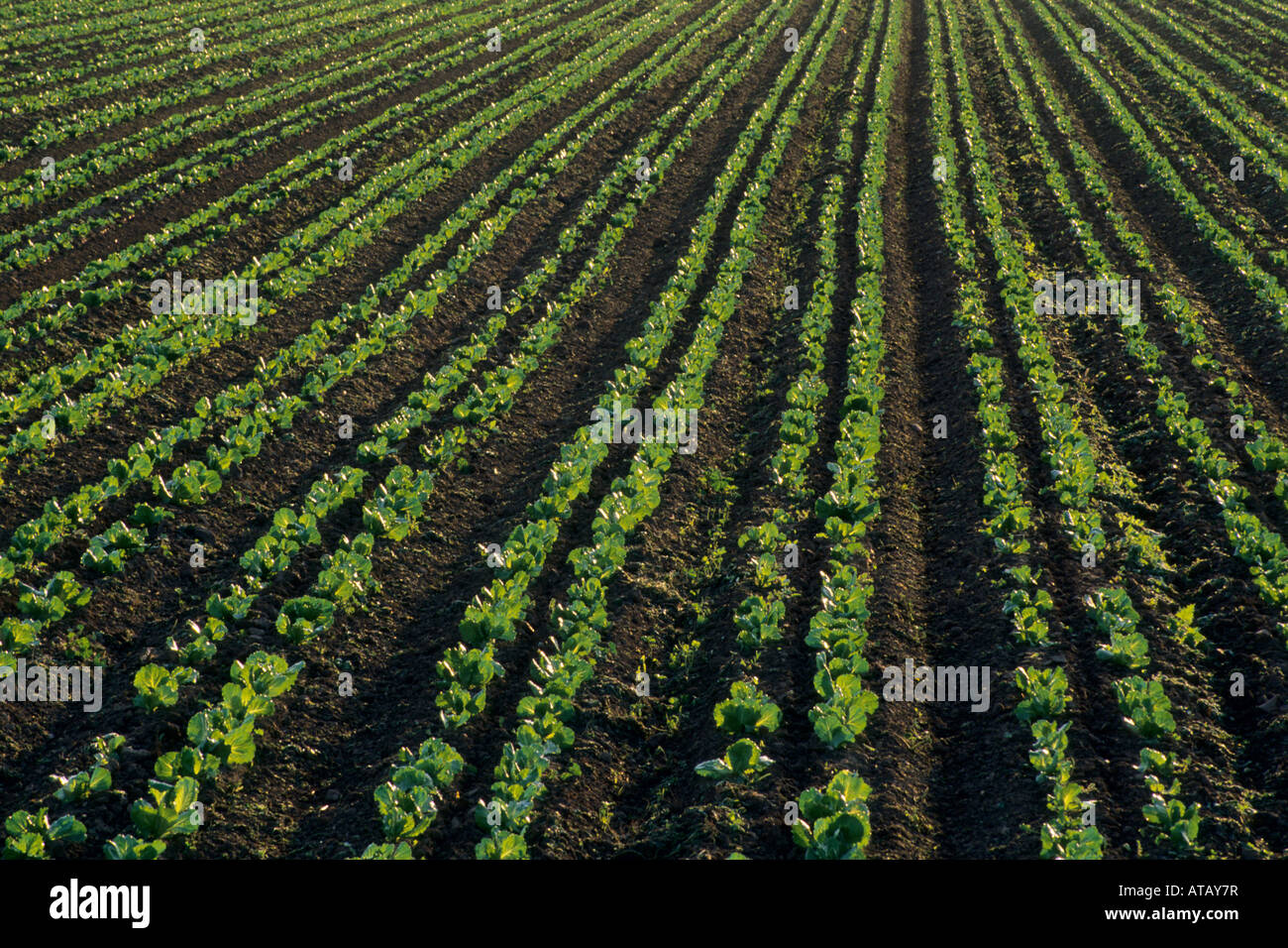 Agricolo di piante coltivate in filari di sunrise lungo Refugio Road vicino a Santa Ynez Santa Barbara County in California Foto Stock