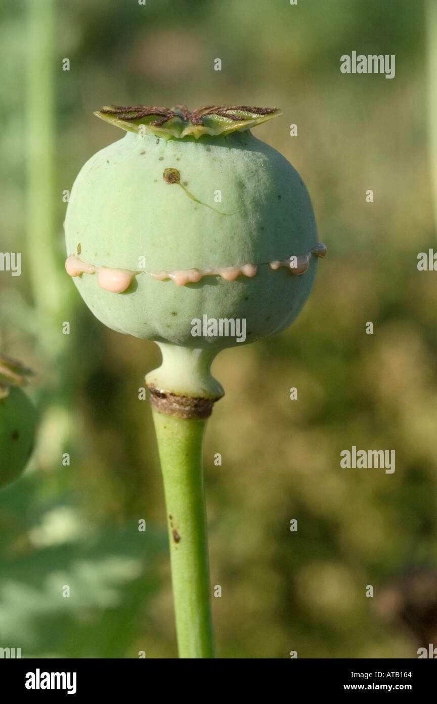 Il lattice è fuoriuscito da un papavero Papaver somniferum quando essiccato può essere fumato come oppio Foto Stock