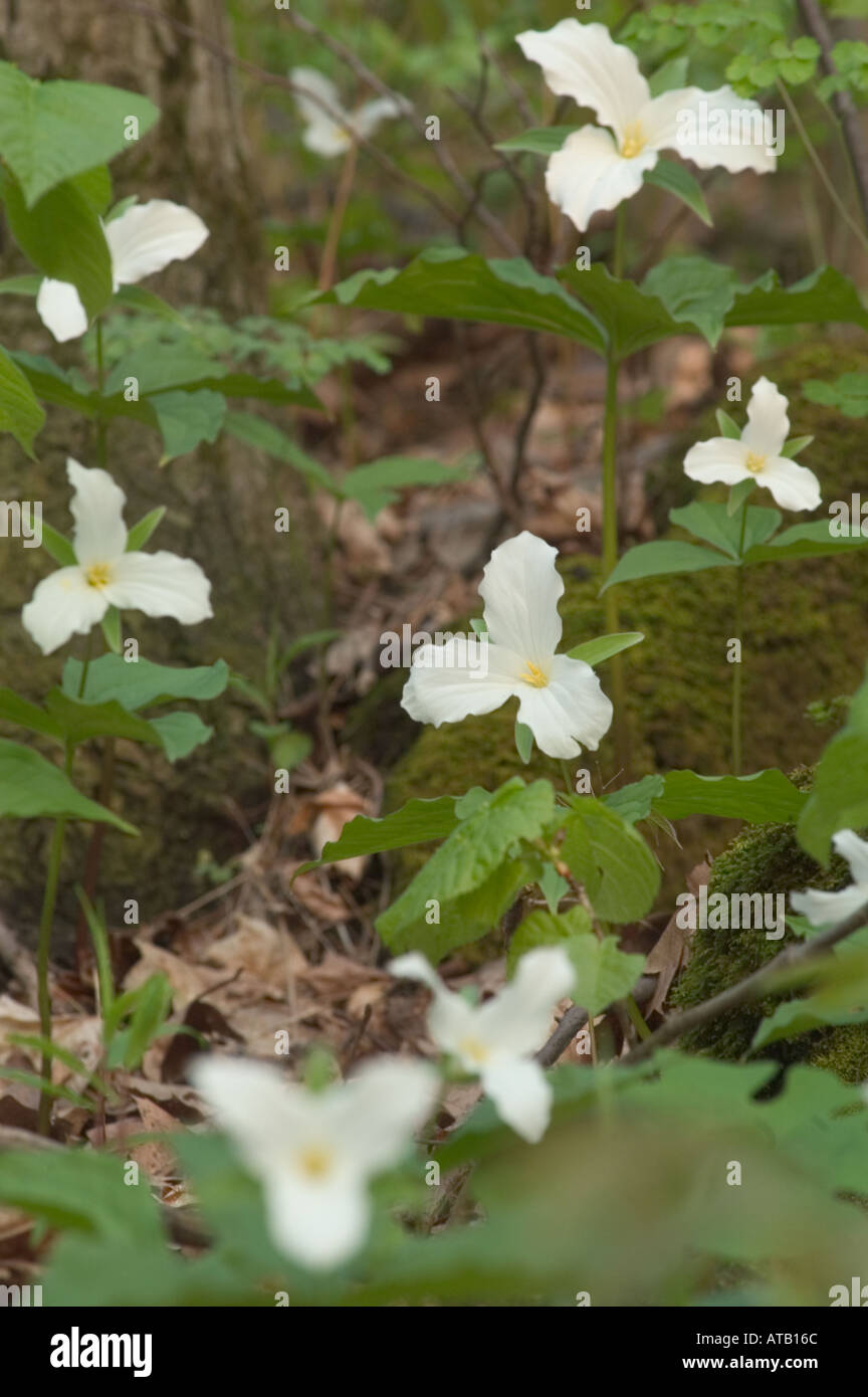 Trillium grandiflorum large white trillium fiori in primavera Foto Stock