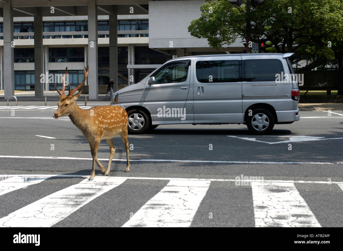 Un cervo selvatico attraversando la strada nel traffico, Nara, Giappone Foto Stock