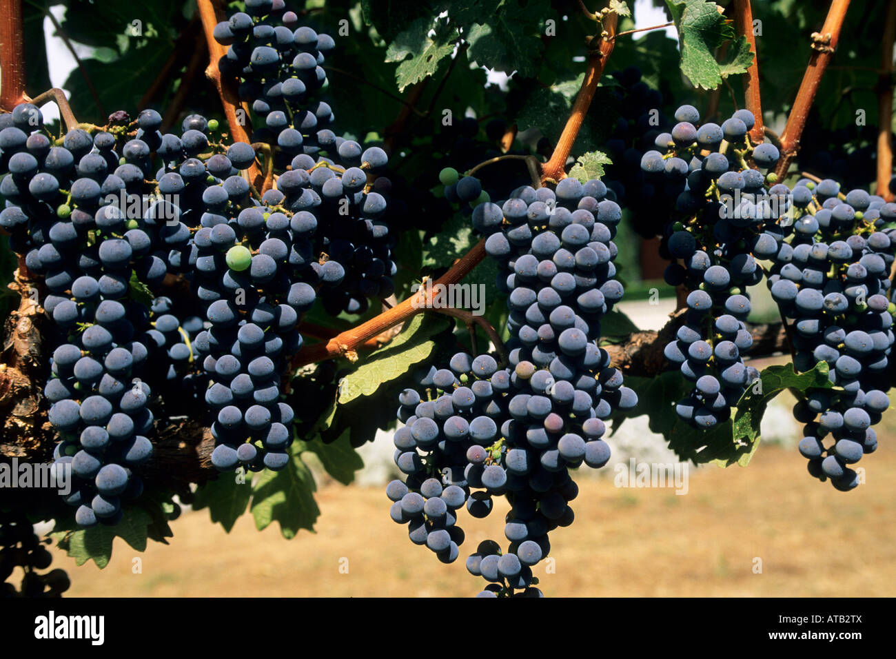 Uva da vino in vigna Parducci Ukiah Mendocino County in California Foto Stock