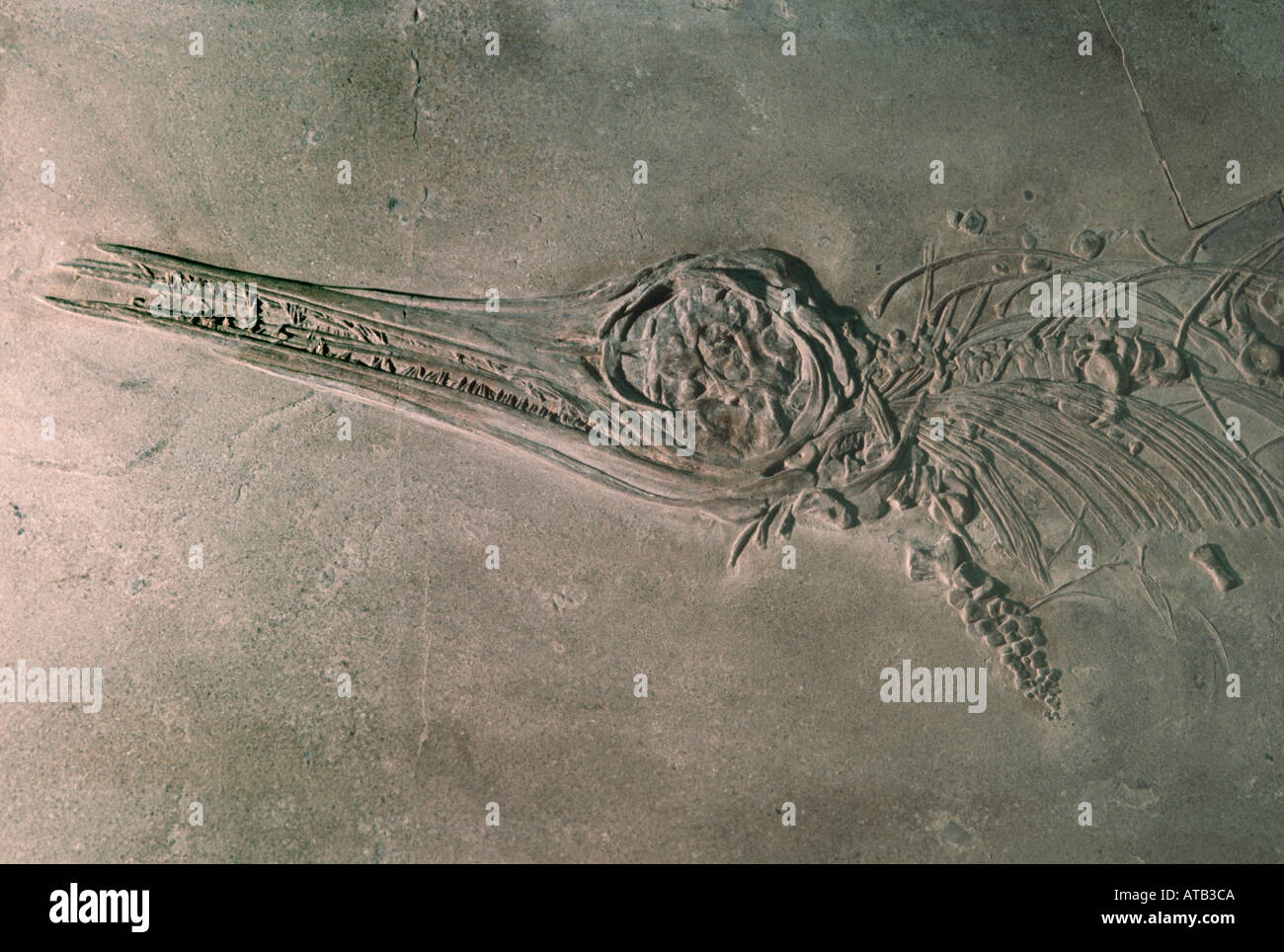 Fossile Ichthyosaur Foto Stock