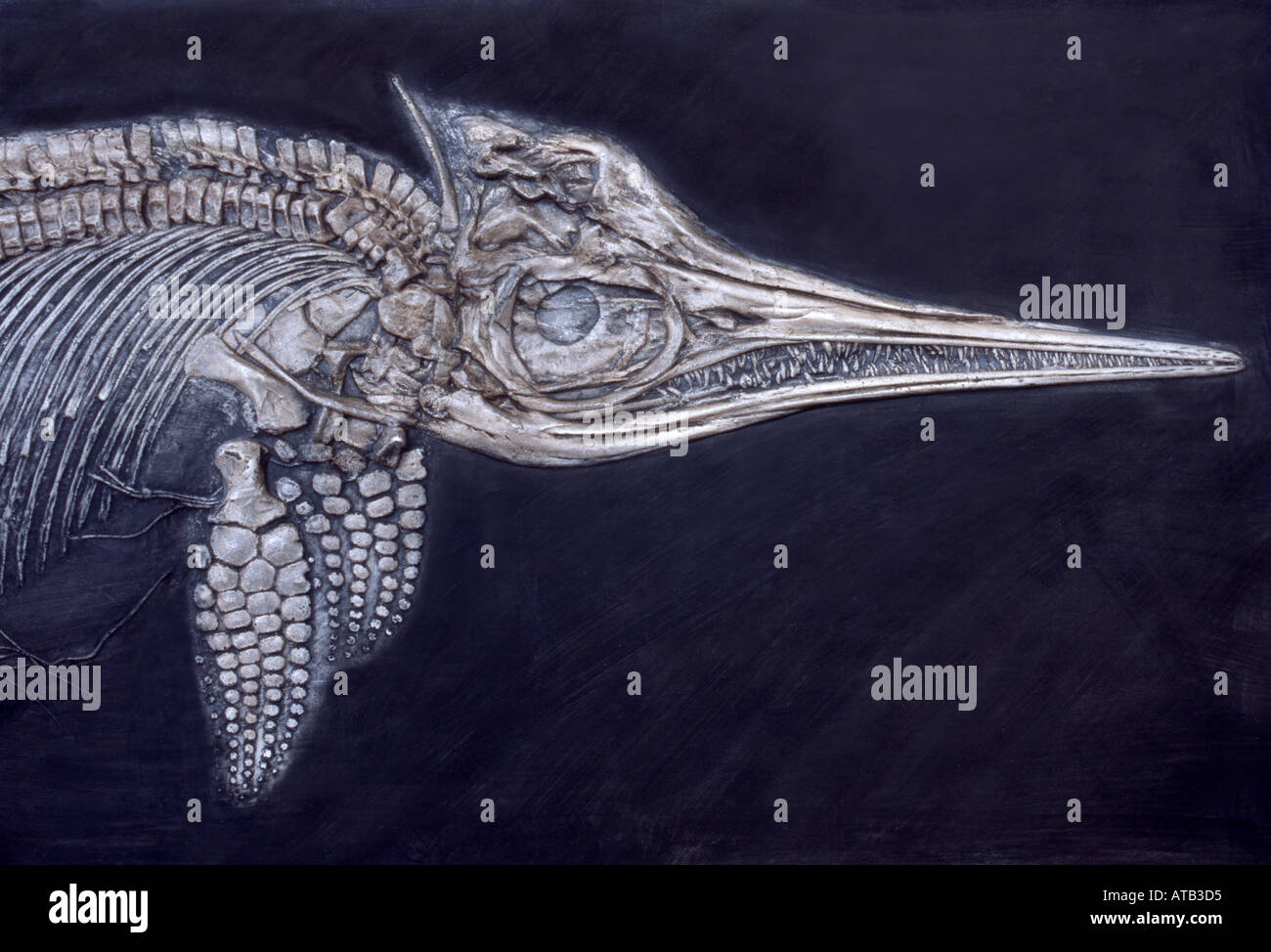 Ichthyosaur, un rettile marino noto come un 'pesce-lizard' che vivevano in oceani nel Mesozoico Foto Stock