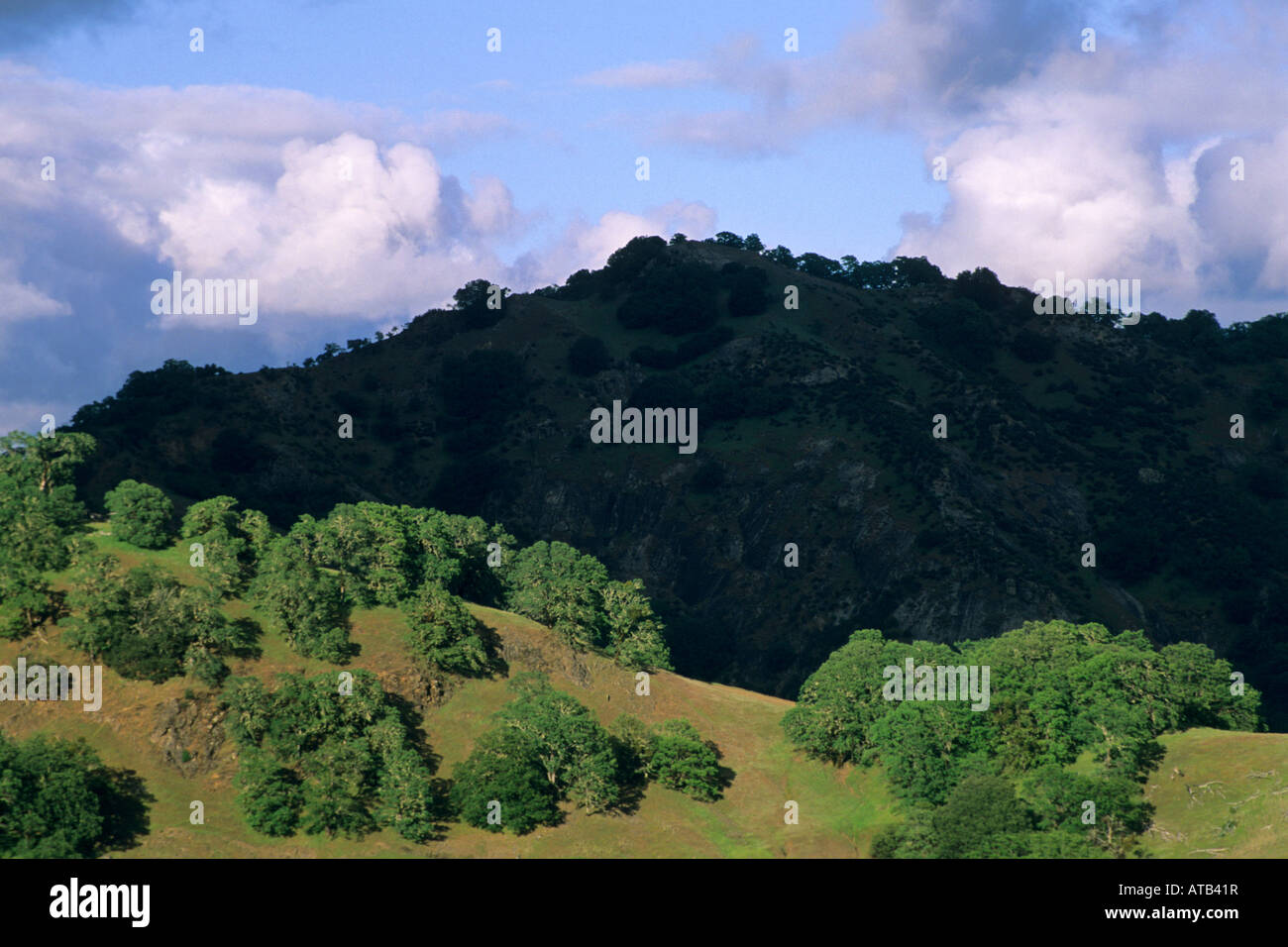 Alberi di quercia sulle colline tra Ukiah e Booneville Mendocino County in California Foto Stock