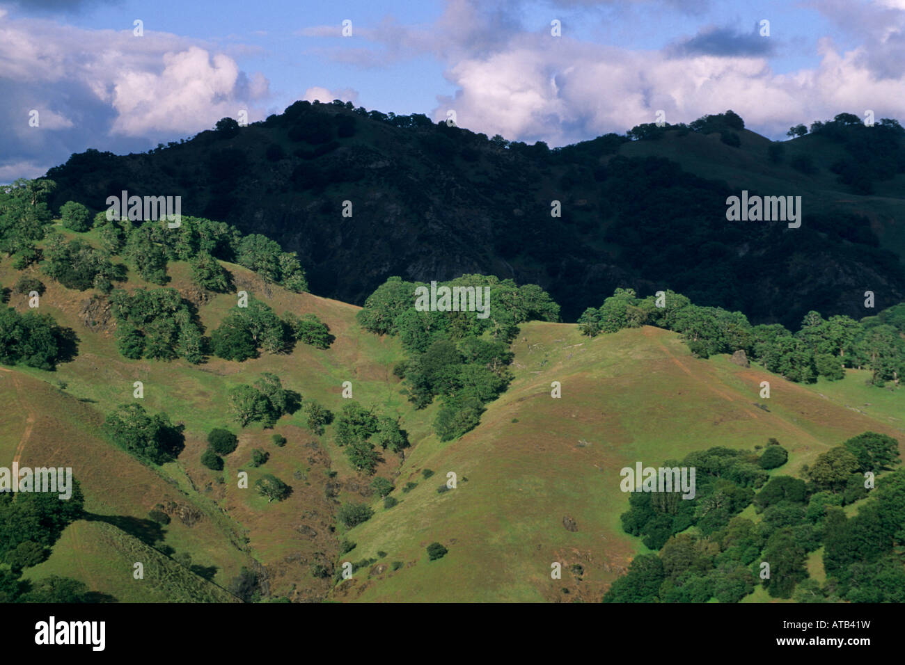 Alberi di quercia sulle colline tra Ukiah e Booneville Mendocino County in California Foto Stock