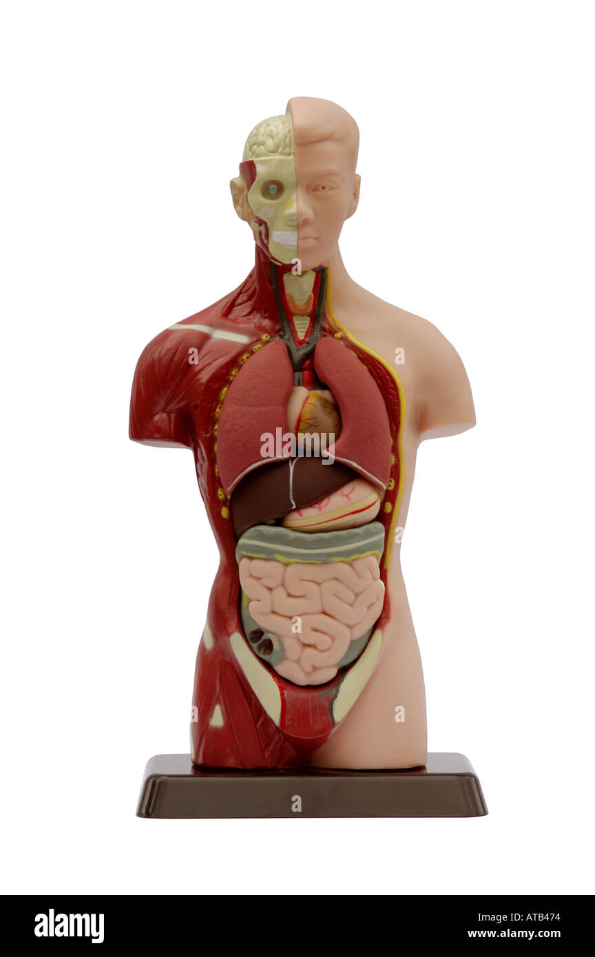 Anatomia 01 Foto Stock