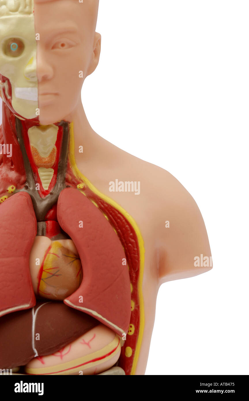 Anatomia 02 Foto Stock