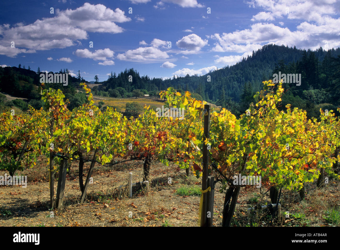 Vigneti in autunno Maple Creek Winery Yorkville Mendocino County in California Foto Stock