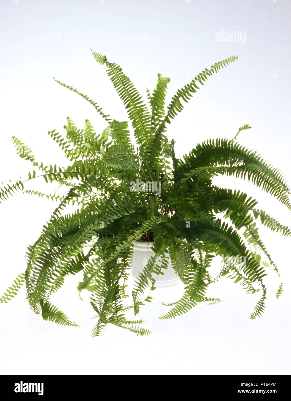 Boston fern (Nephrolepis exaltata), pianta in vaso Foto stock - Alamy