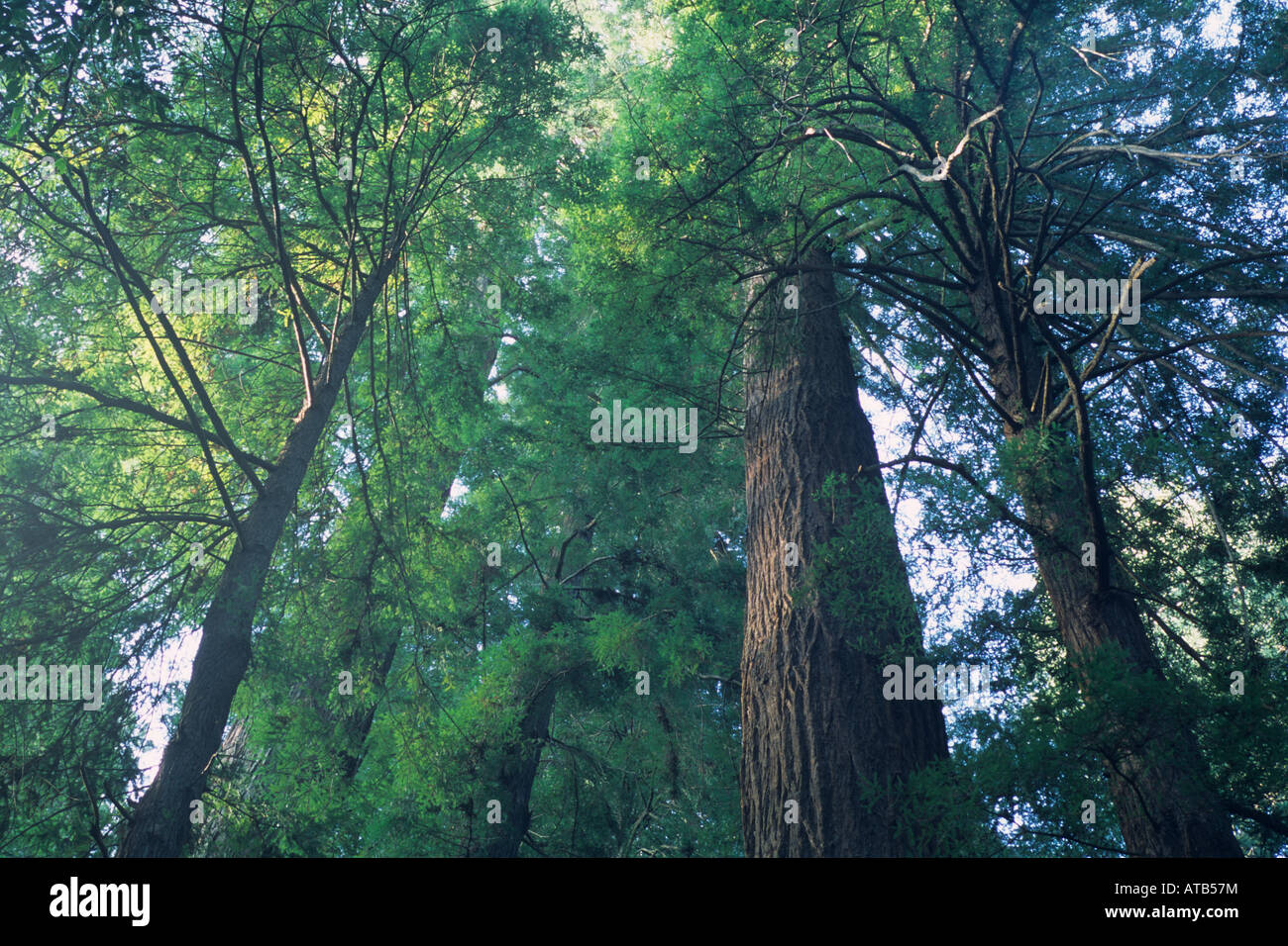 Alberi di Sequoia in morbida luce mattutina Hendy boschi parco dello stato nei pressi di Philo Mendocino County in California Foto Stock