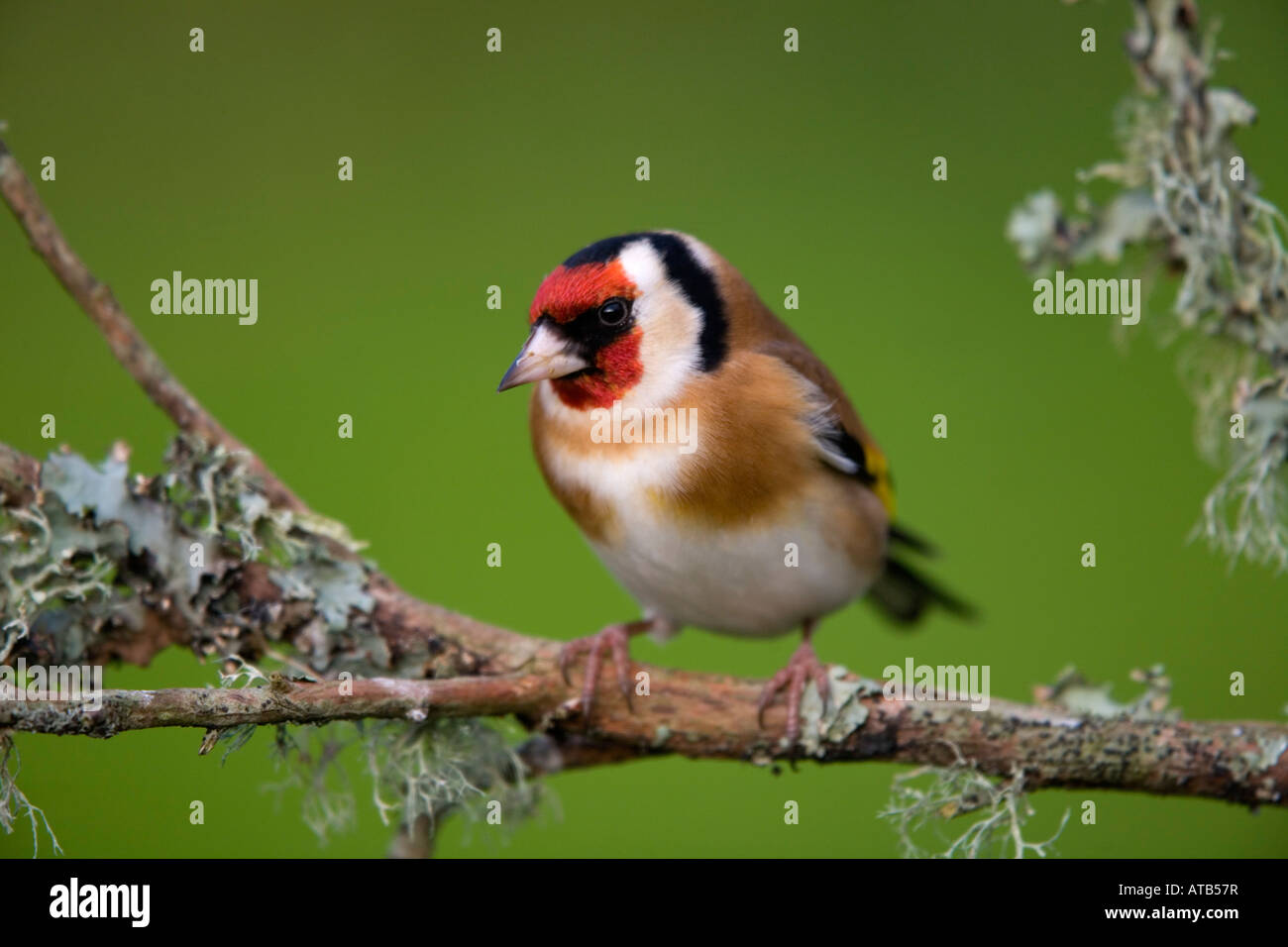 Cardellino Carduelis carduelis appollaiato su un lichene ramo coperto Cornovaglia Foto Stock