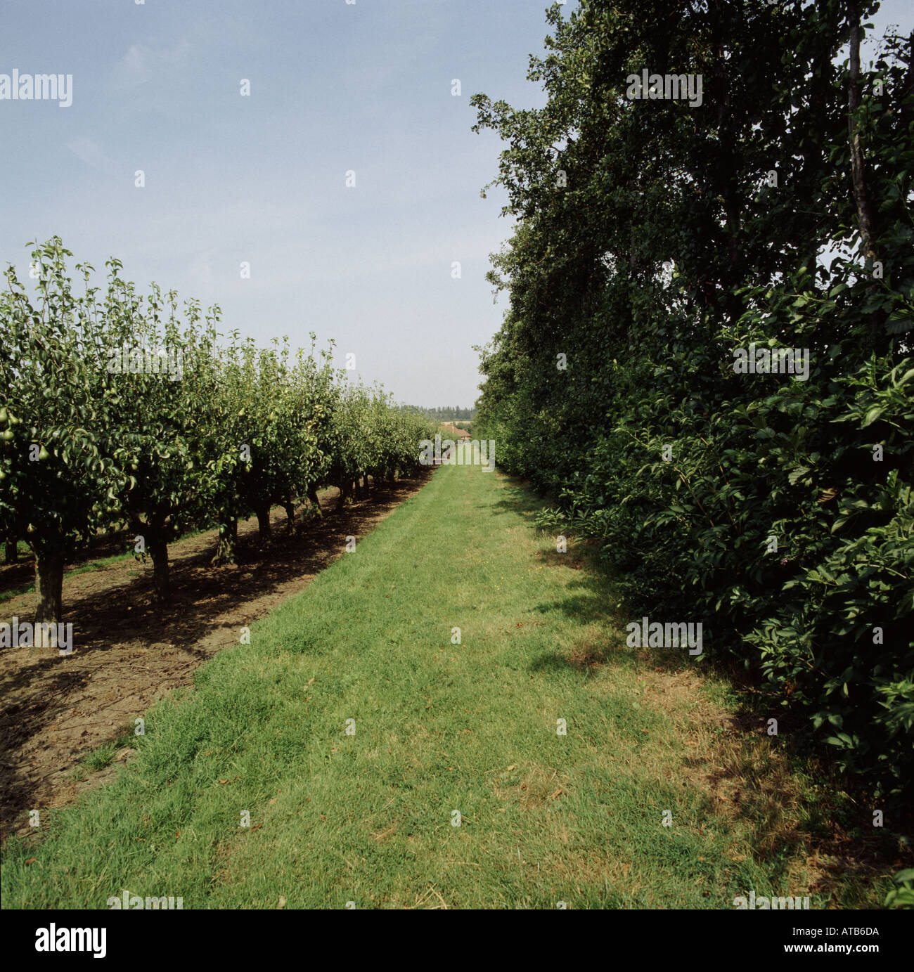 Pera frutteto di frutti con il frangivento di linea di albero a destra vicino a Faversham in Kent Foto Stock