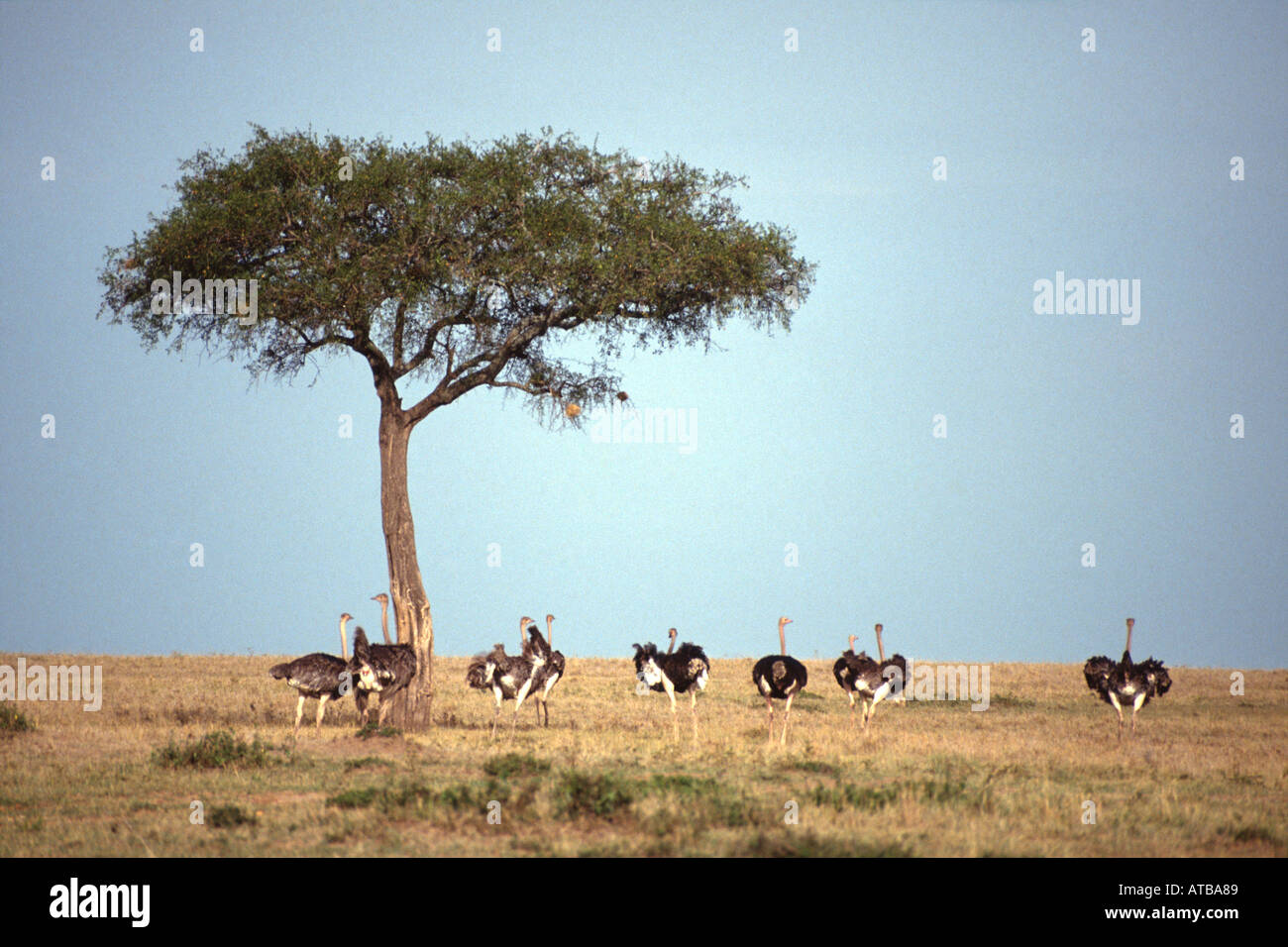 Struzzo Masai Mara riserva nazionale del Kenya Africa Orientale Struthio camelus Foto Stock